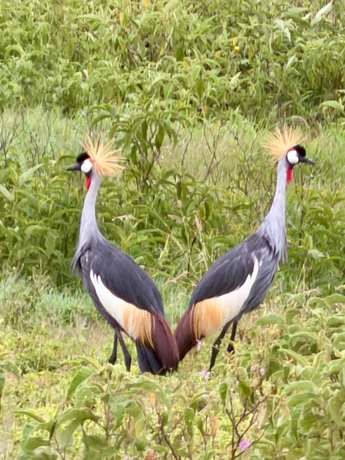 Two crowned cranes with distinctive white and rust-colored plumage in grassland