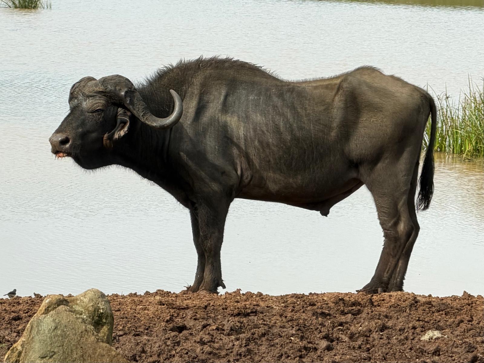 Cape buffalo standing in shallow water near reeds