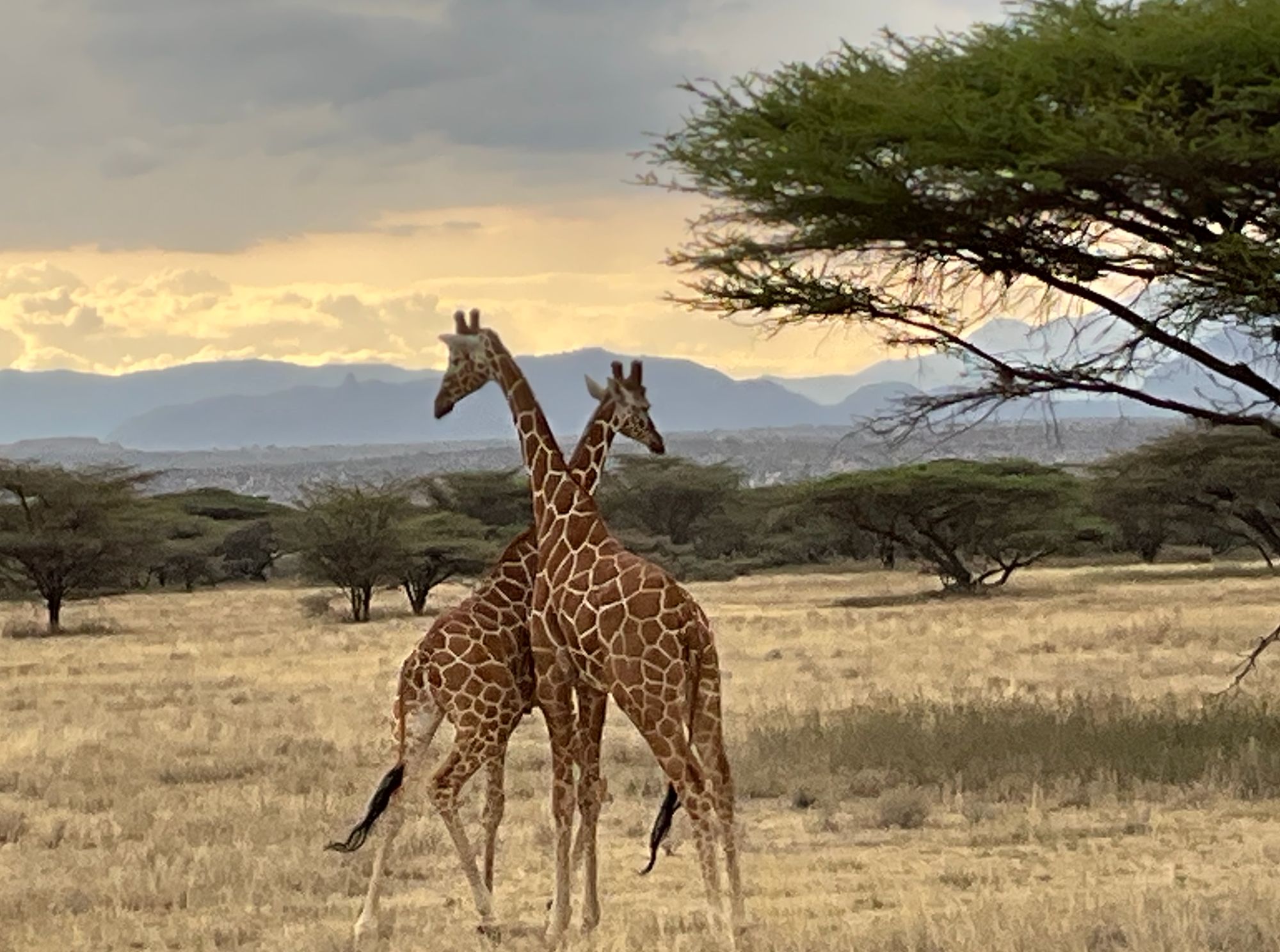 Two giraffes walking across dry savanna grassland with acacia trees and mountains in background