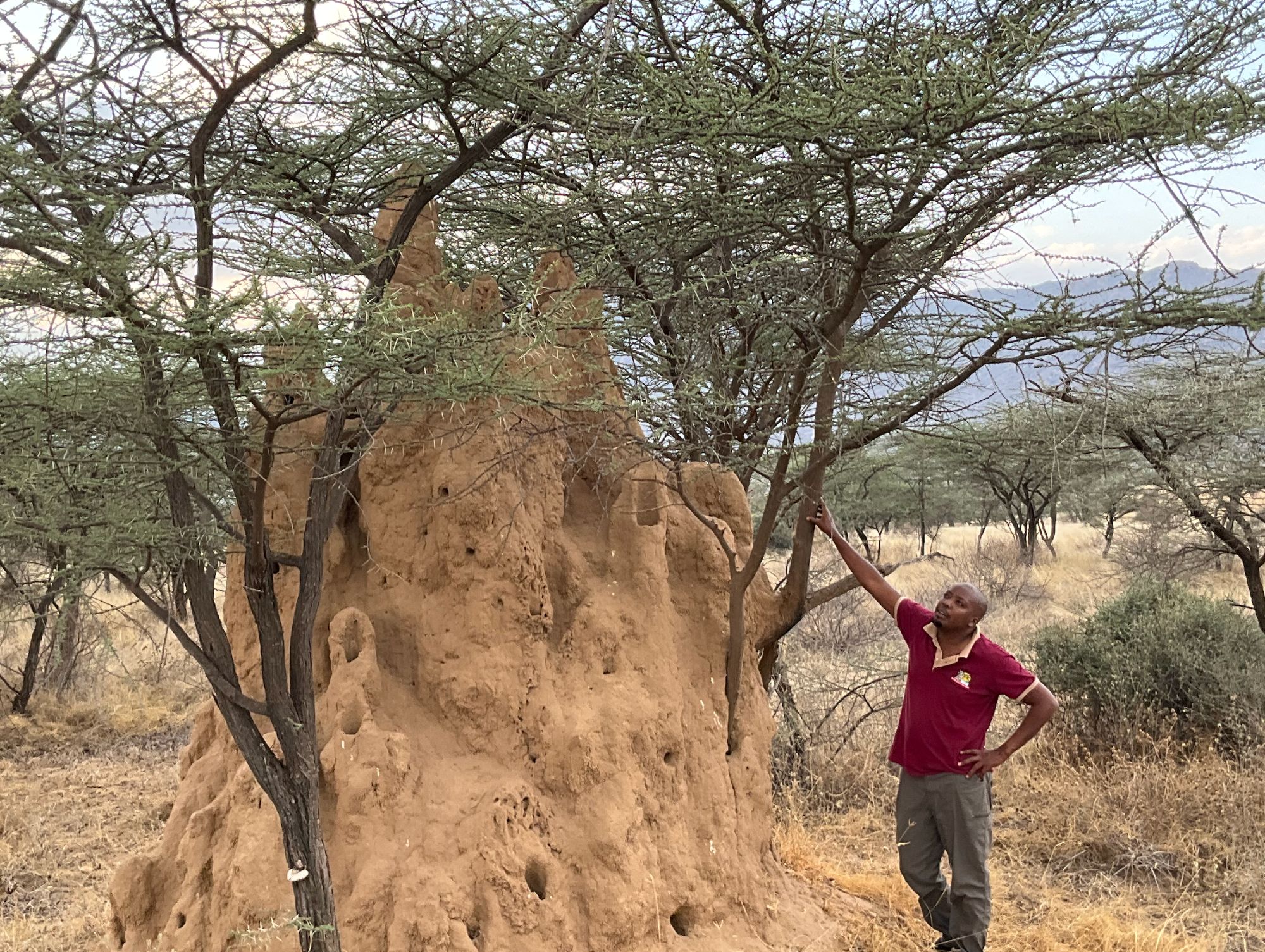 Man in maroon shirt standing beside massive termite mound surrounded by acacia trees in Kenya savanna