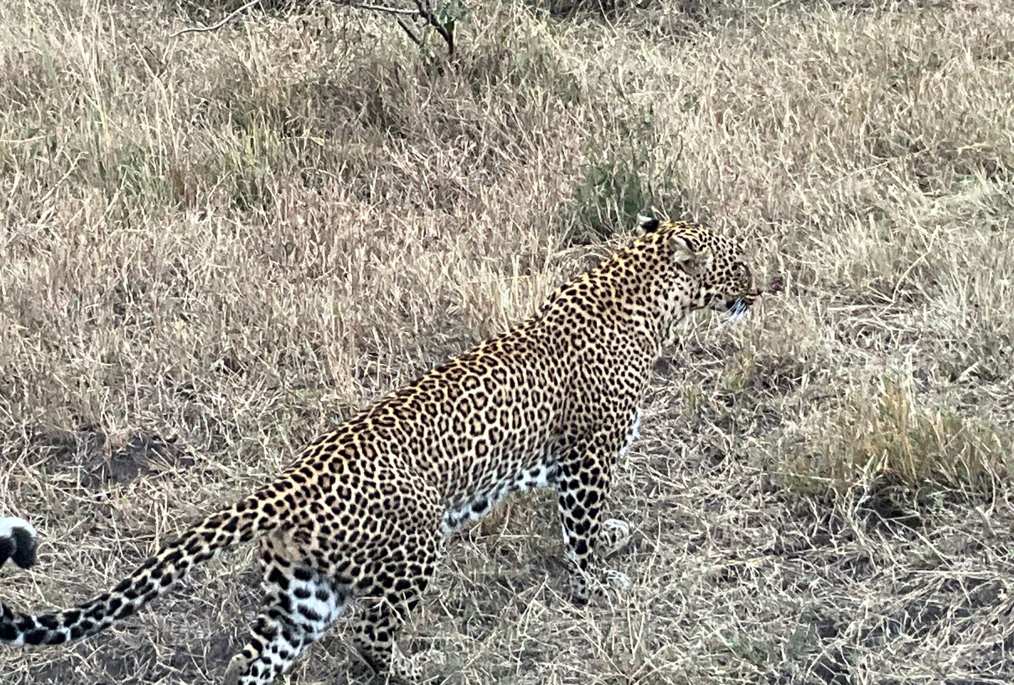 Leopard walking through dry grass in Kenya savanna during daytime game drive