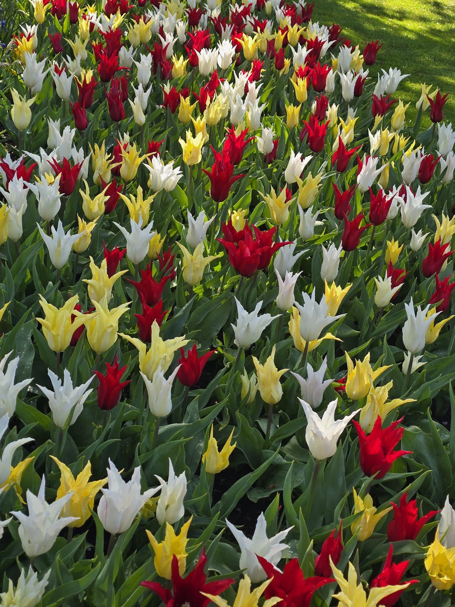 Vibrant field of red, white, and yellow tulips in full bloom with green stems and foliage