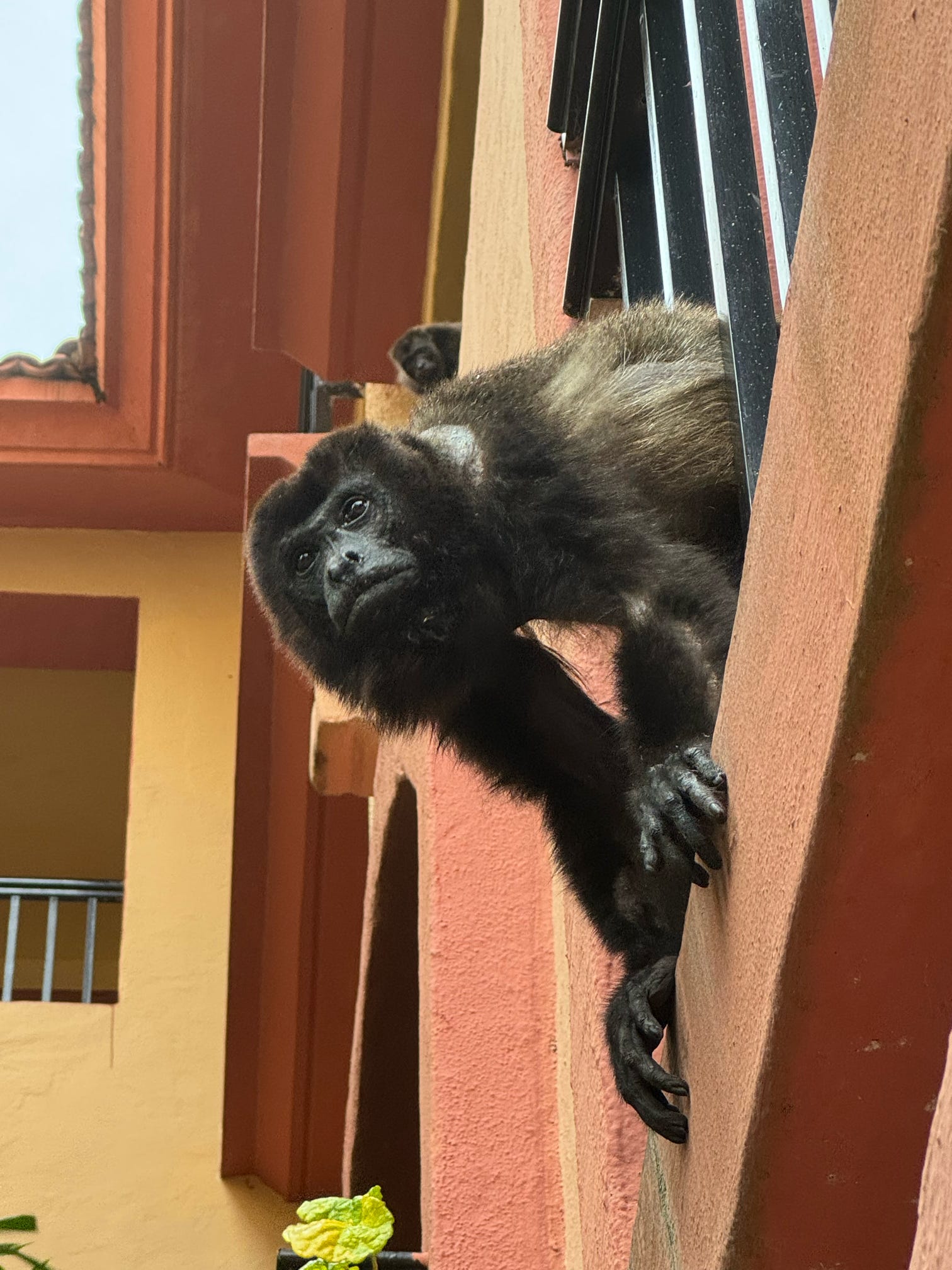 A young howler monkey clings to a terracotta resort pillar, gazing upward with soulful eyes.