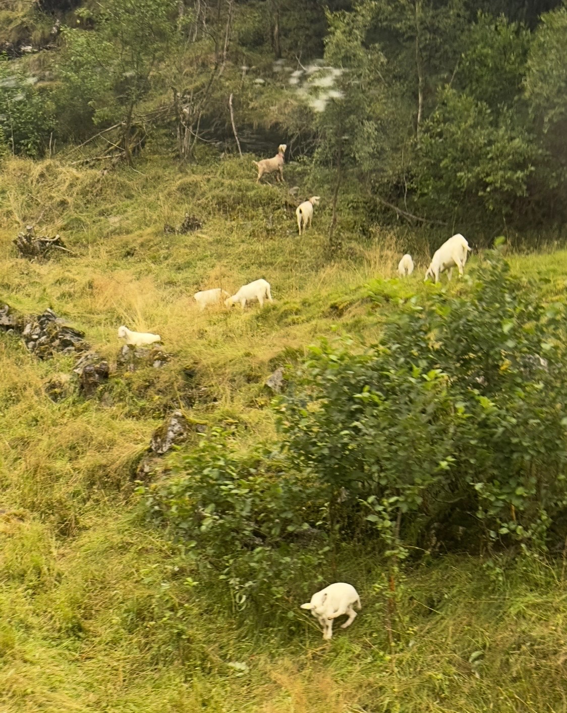 White and brown goats grazing on a steep, grassy mountainside with forest and rocky terrain