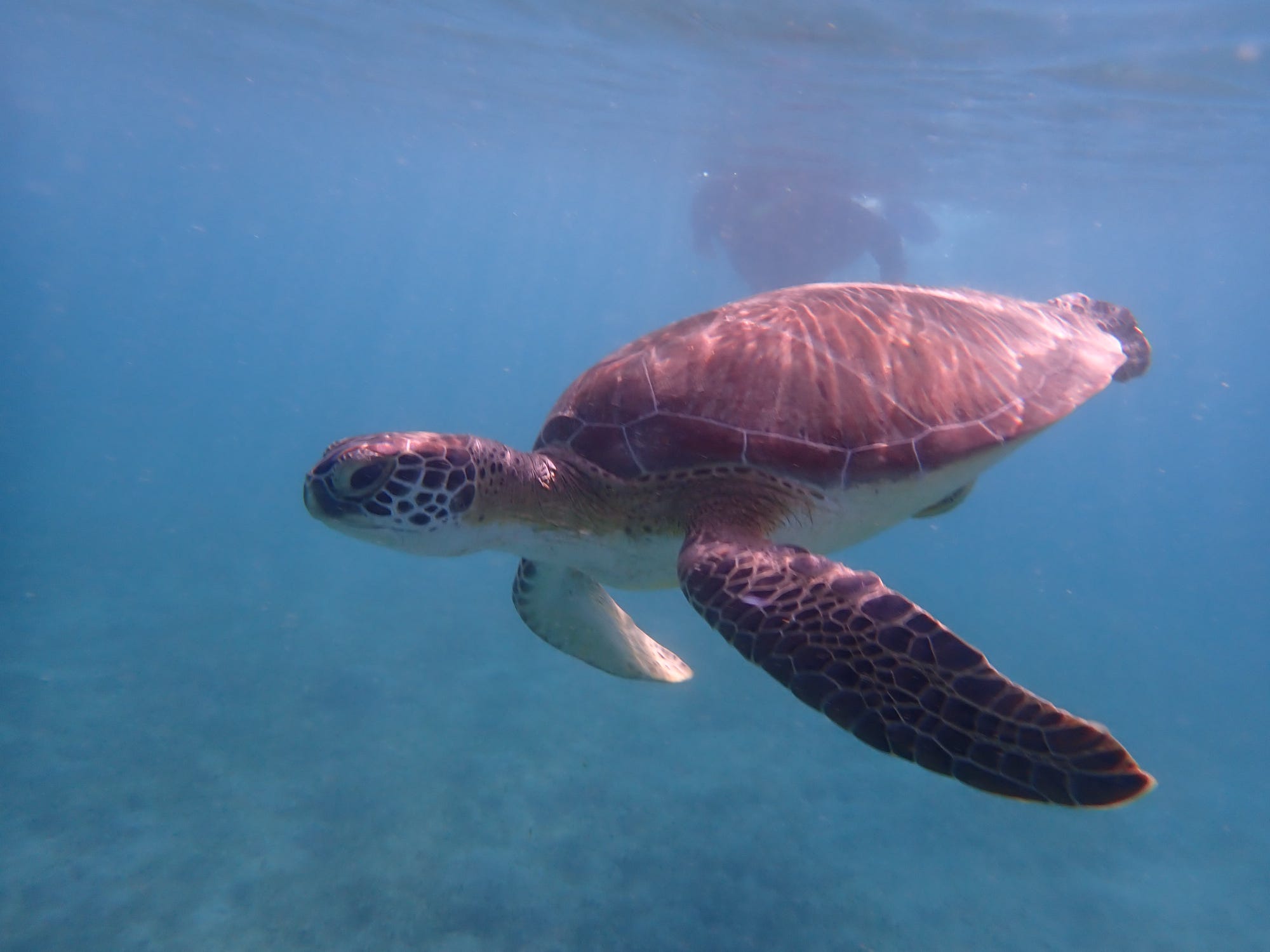 A green sea turtle glides gracefully through crystal-clear tropical waters with a snorkeler visible above.