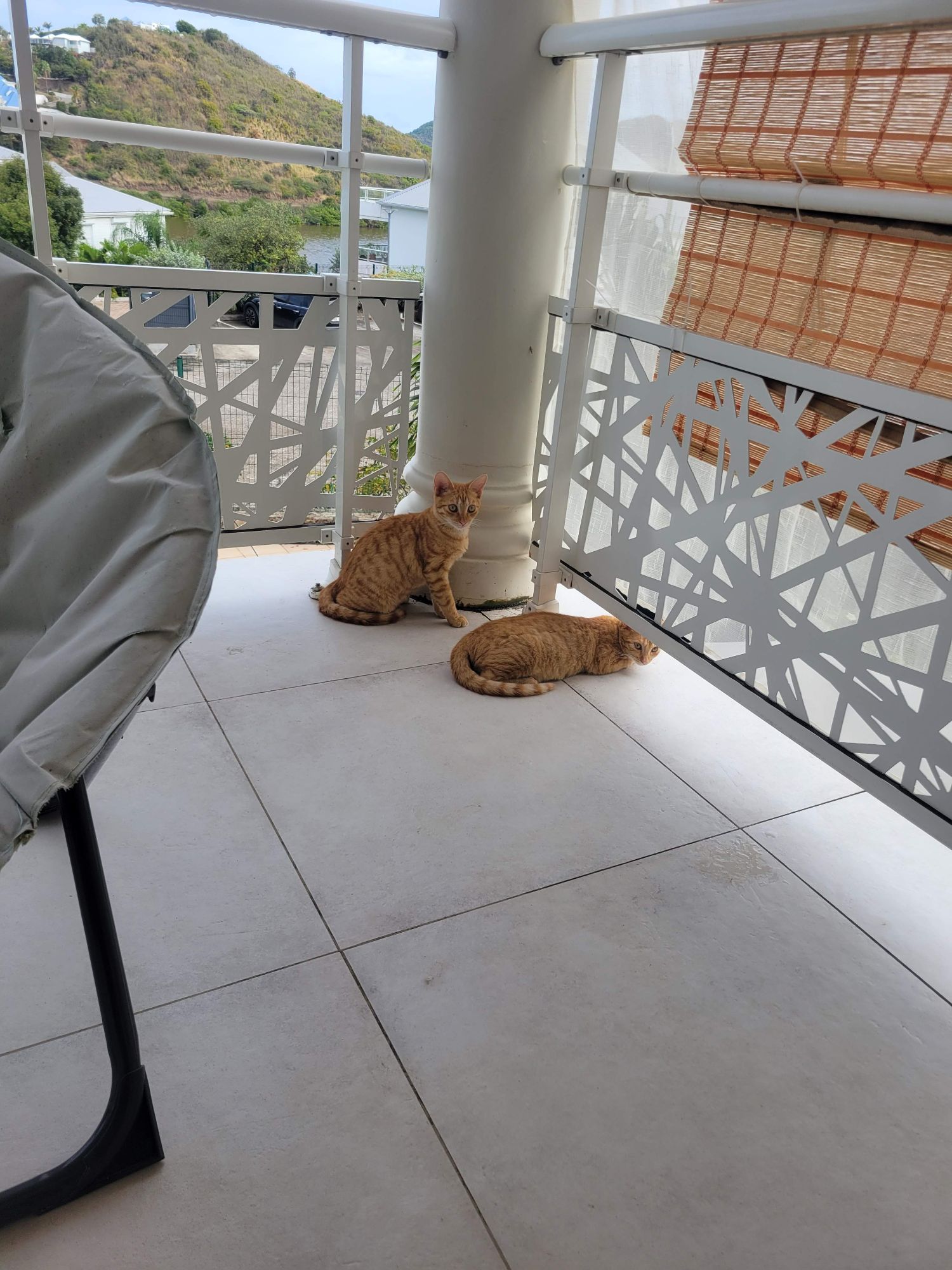 Two orange tabby cats resting on a white tiled balcony overlooking a hillside and bay