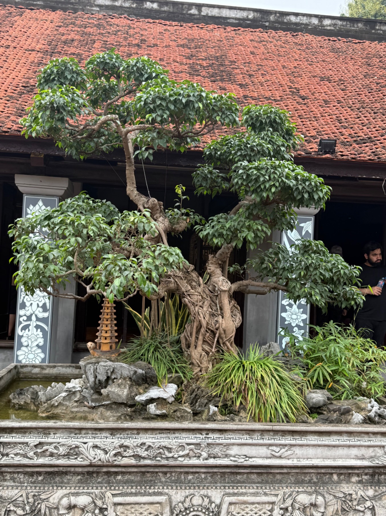 Ancient bonsai tree with gnarled trunk displayed in a traditional Vietnamese temple courtyard