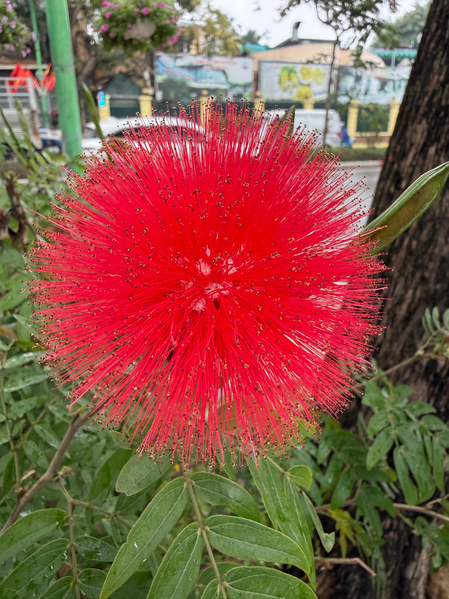 Vibrant red spiky flower with needle-like stamens in a tropical garden setting