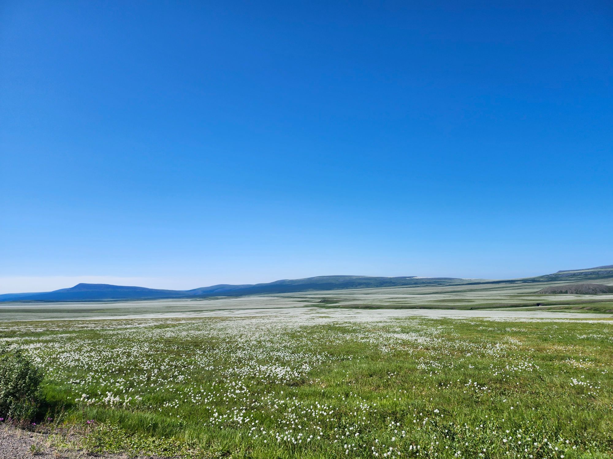 Arctic tundra plain with white cotton grass flowers and distant mountains on horizon