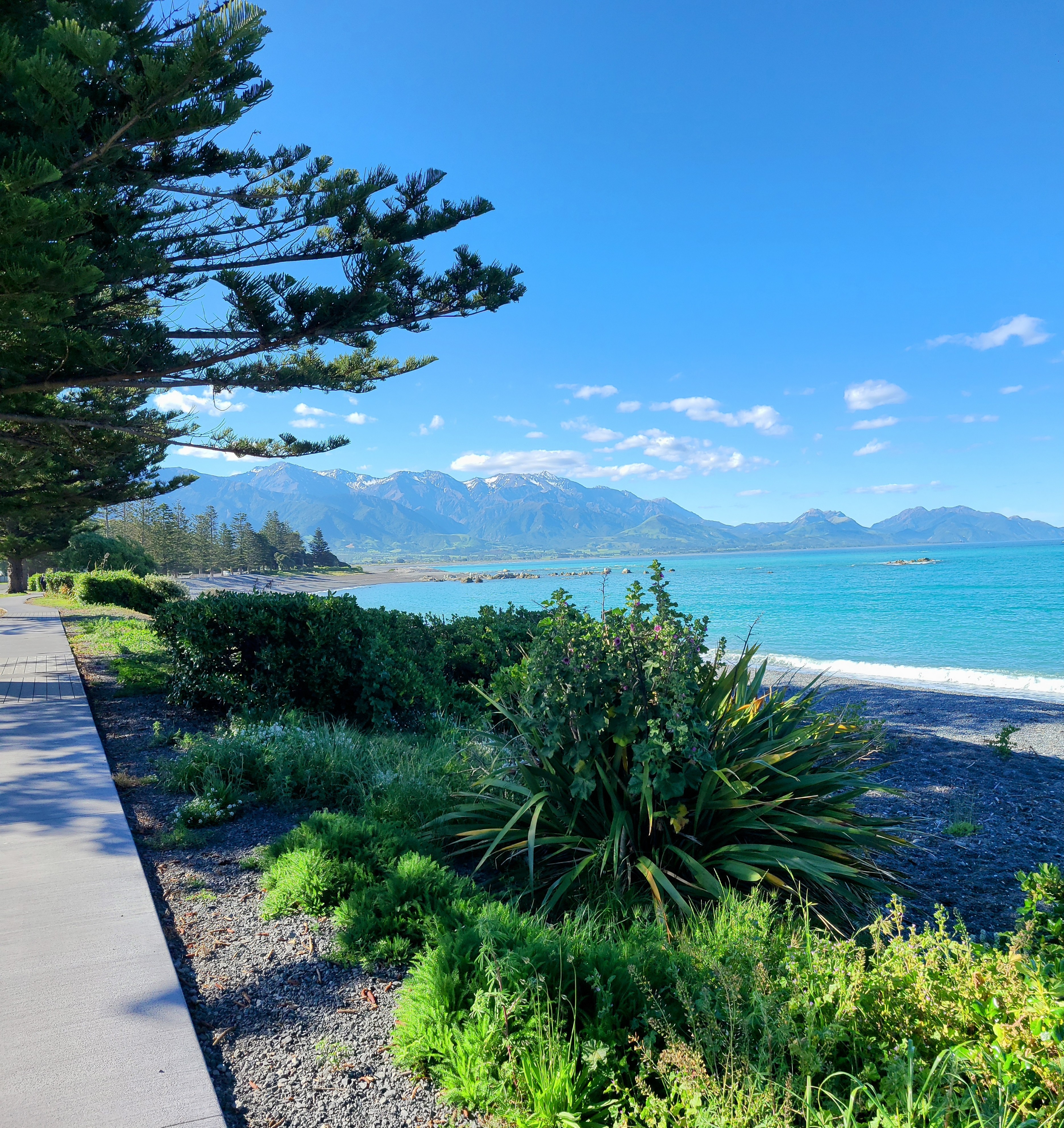 Coastal promenade with native plants, turquoise beach, and mountains across the bay in New Zealand