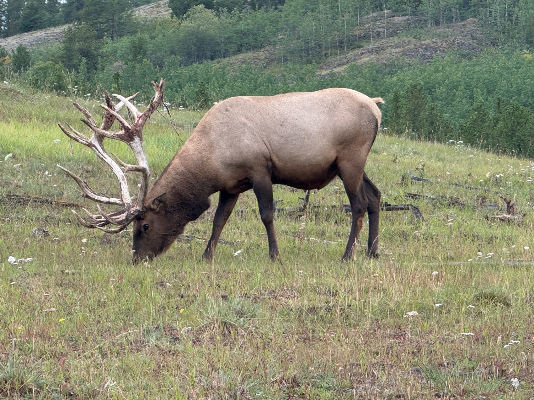 Why Craig White Says Late August Is Alaska's Best-Kept Wildlife Secret