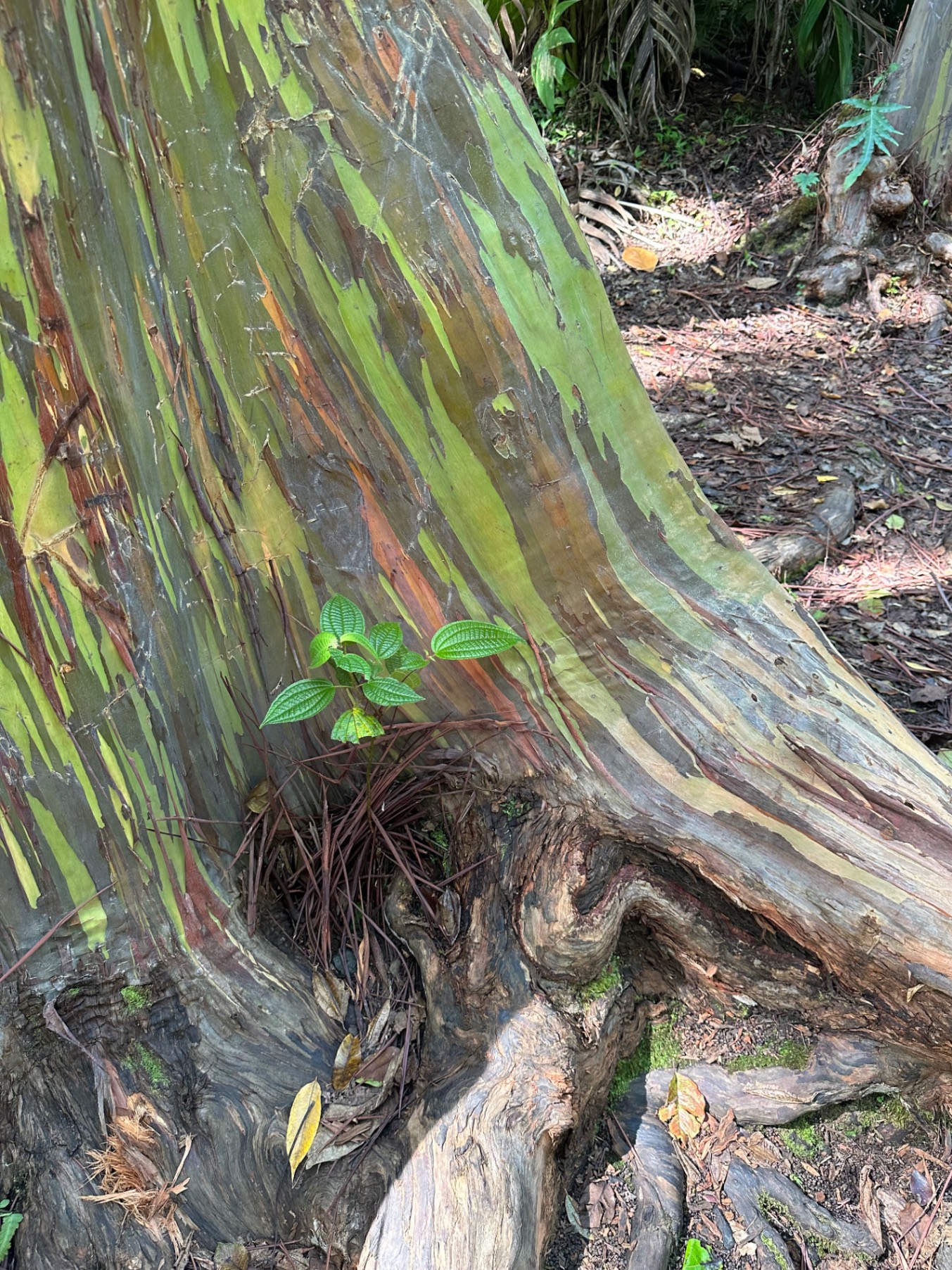 A close-up of a colorful tree trunk with peeling bark in shades of green, red, and brown in a Hawaiian forest