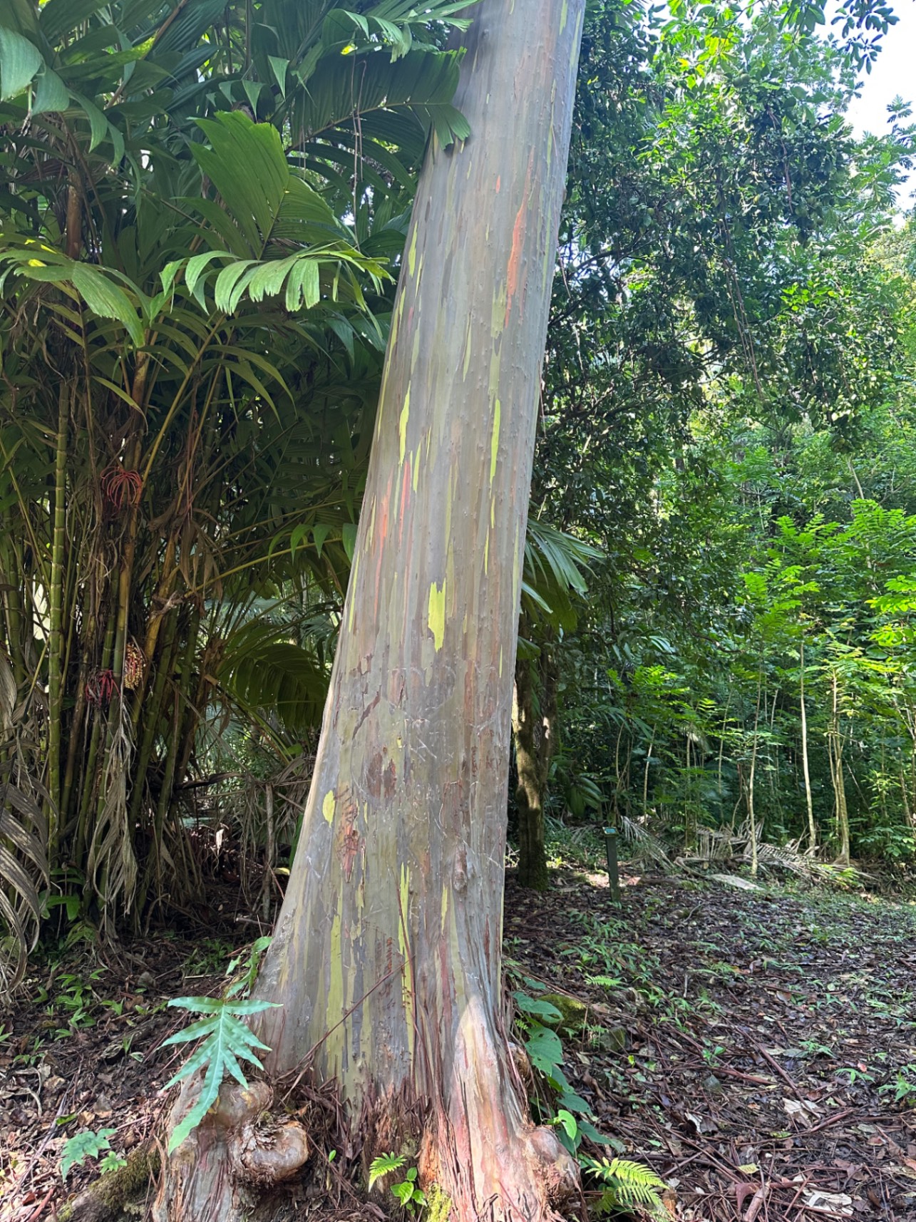A tall eucalyptus tree with distinctive striped bark stands among dense tropical vegetation in a Hawaiian forest