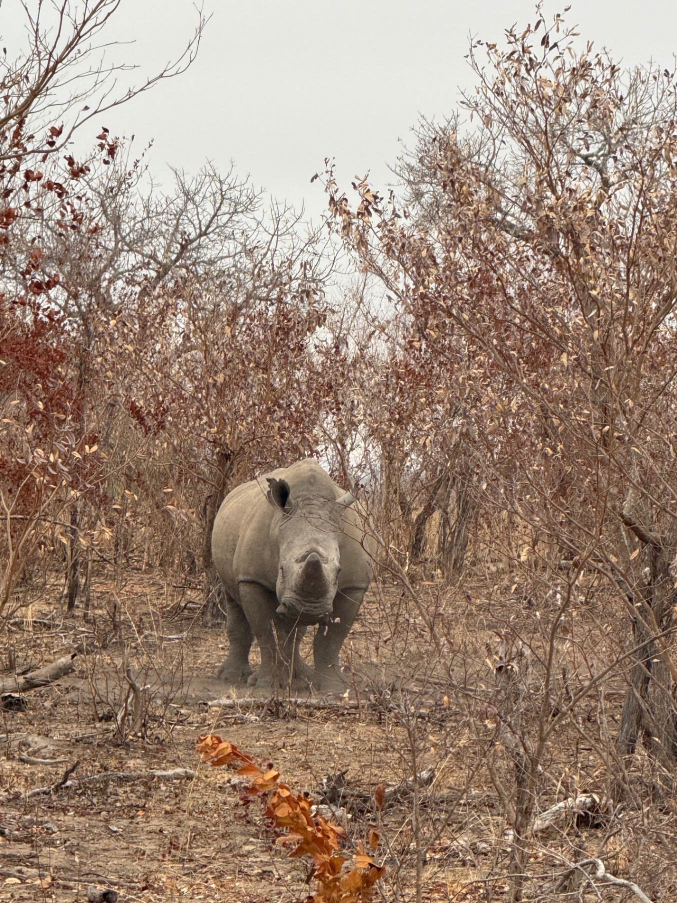 Julie Charlton's African Safari Taught Her to Stop Looking and Start Seeing — South Africa