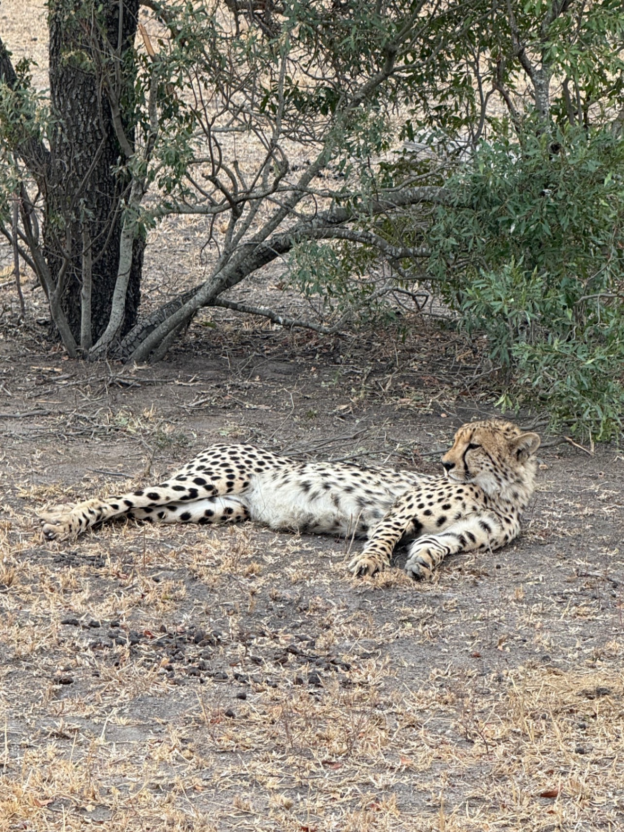 Julie Charlton's African Safari Taught Her to Stop Looking and Start Seeing — South Africa