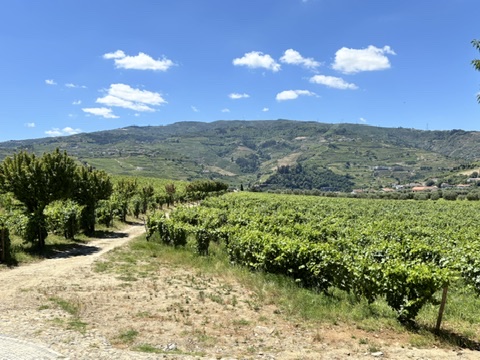 Terraced vineyard rows descending a hillside in the Douro Valley wine region of Portugal