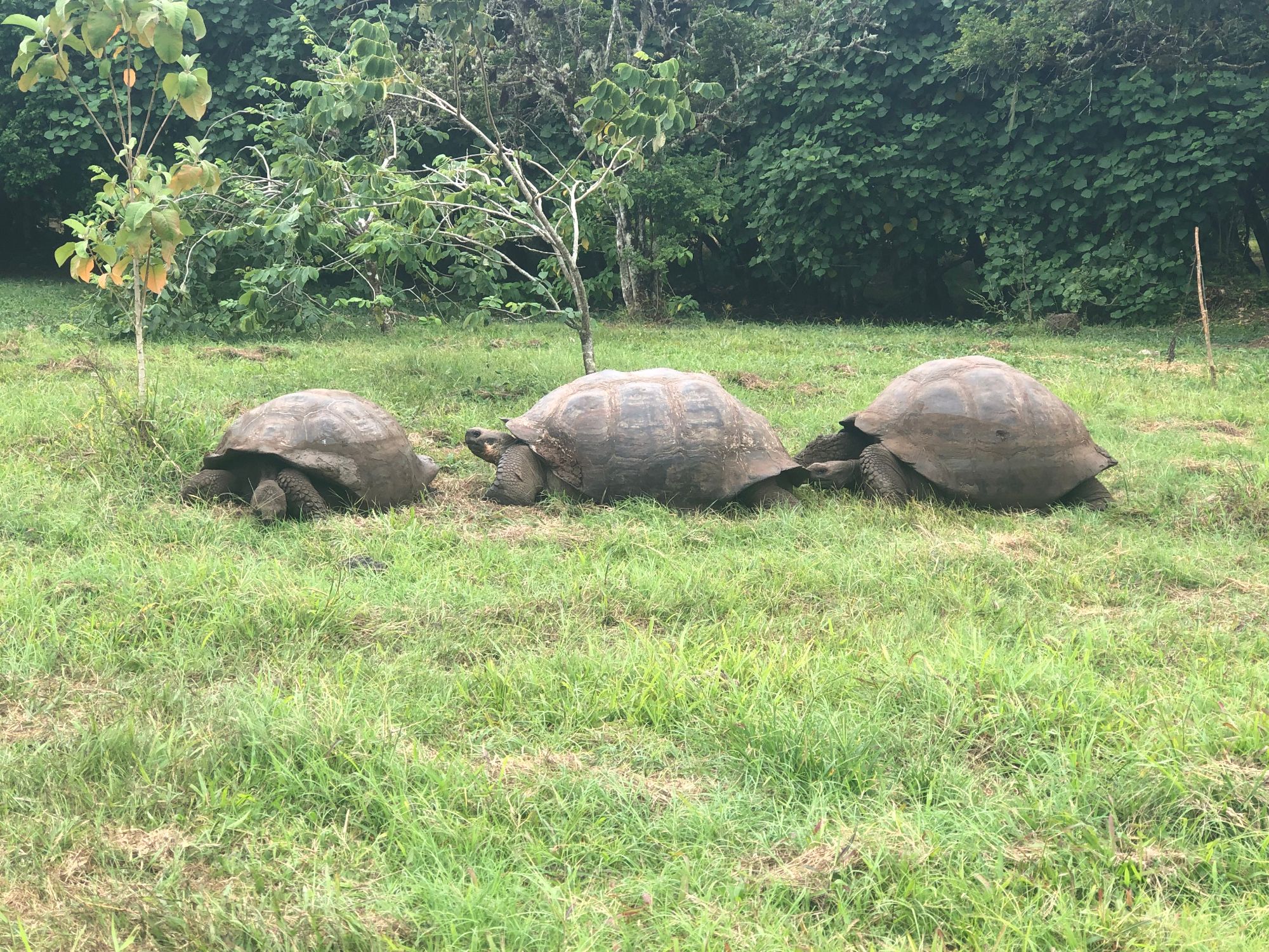 Three giant Galápagos tortoises walking across grass with forest in the background