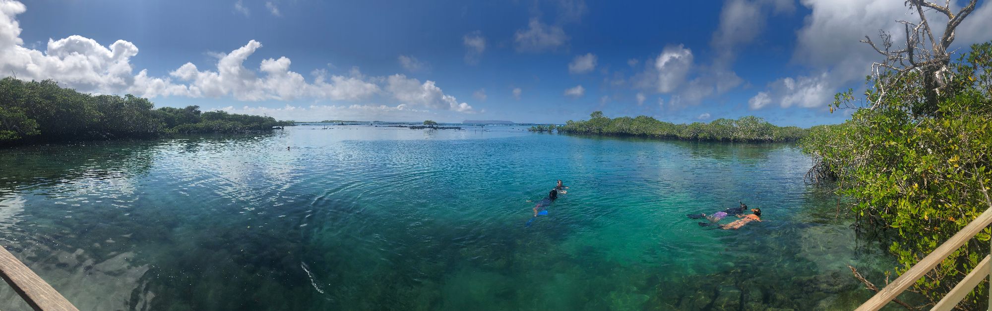 Snorkelers in clear turquoise water near mangrove trees in the Galápagos Islands