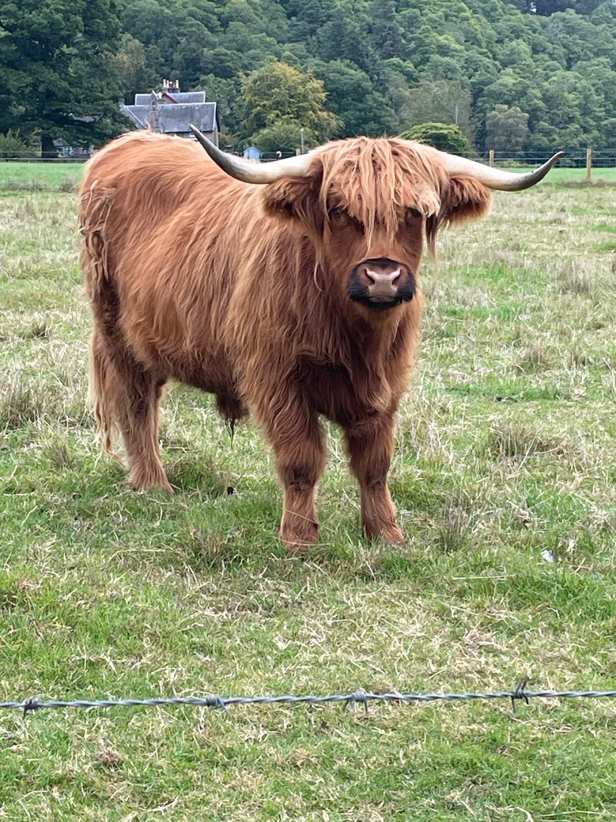 A long-haired Highland cattle with long horns stands in a green Scottish pasture with trees and a building behind