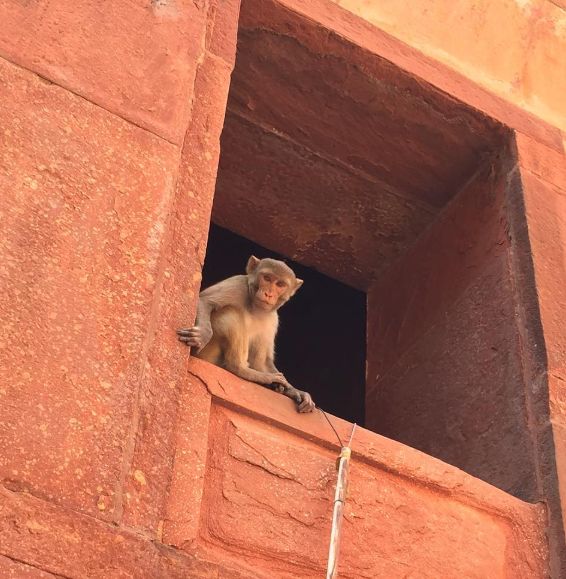 India — Autumn Fiske's travel story