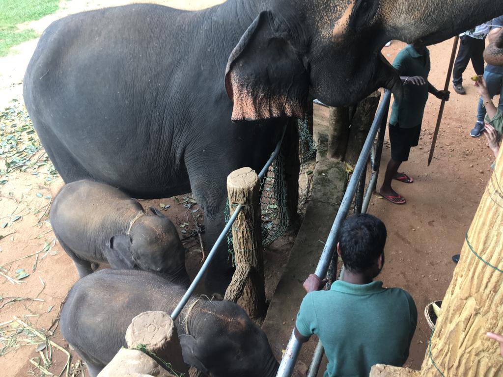 Adult feeding coconut to elephants at an enclosure in Sri Lanka while visitors observe