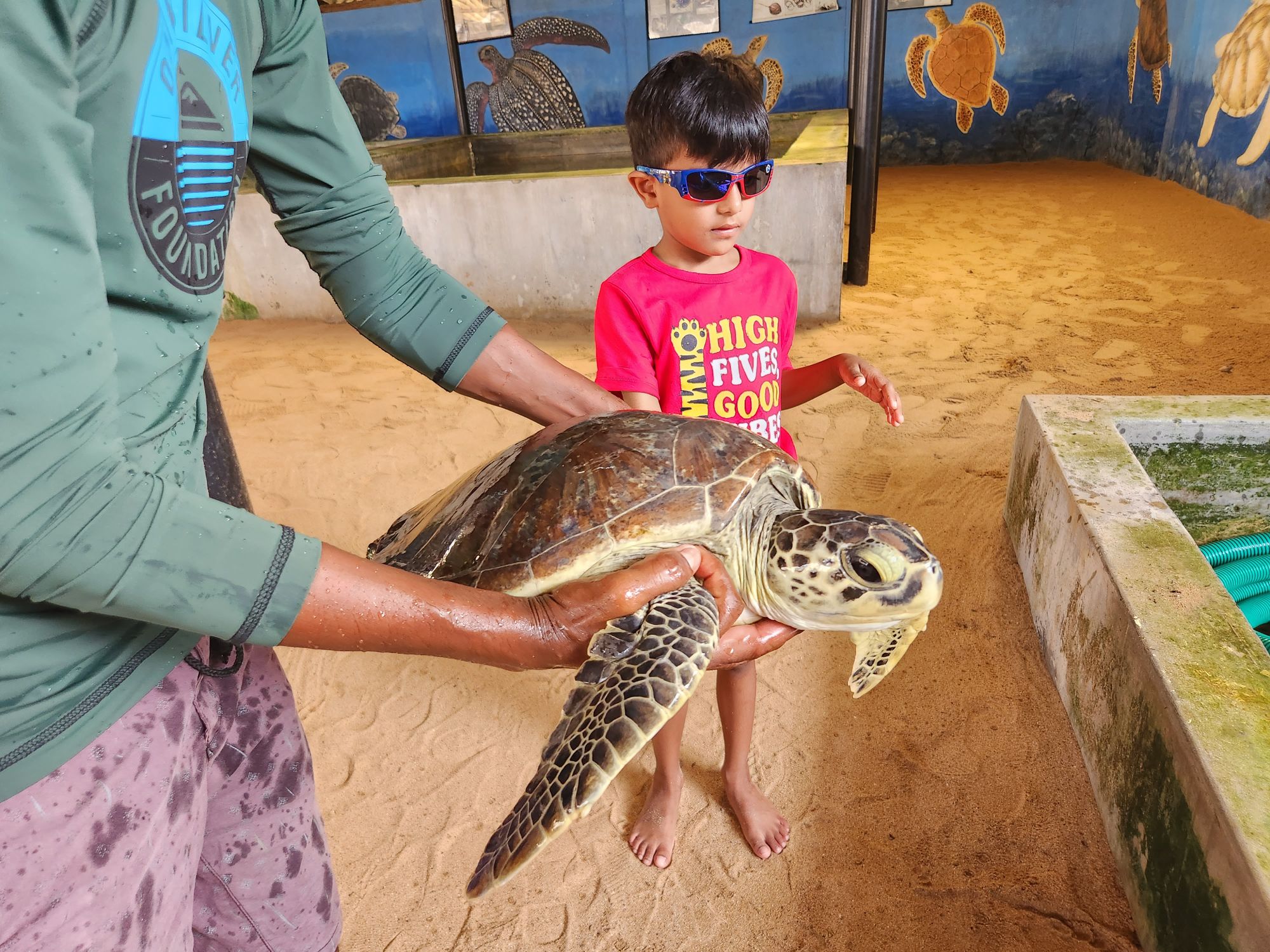 Young boy in pink shirt touching a sea turtle being held by an adult at a Sri Lankan turtle sanctuary