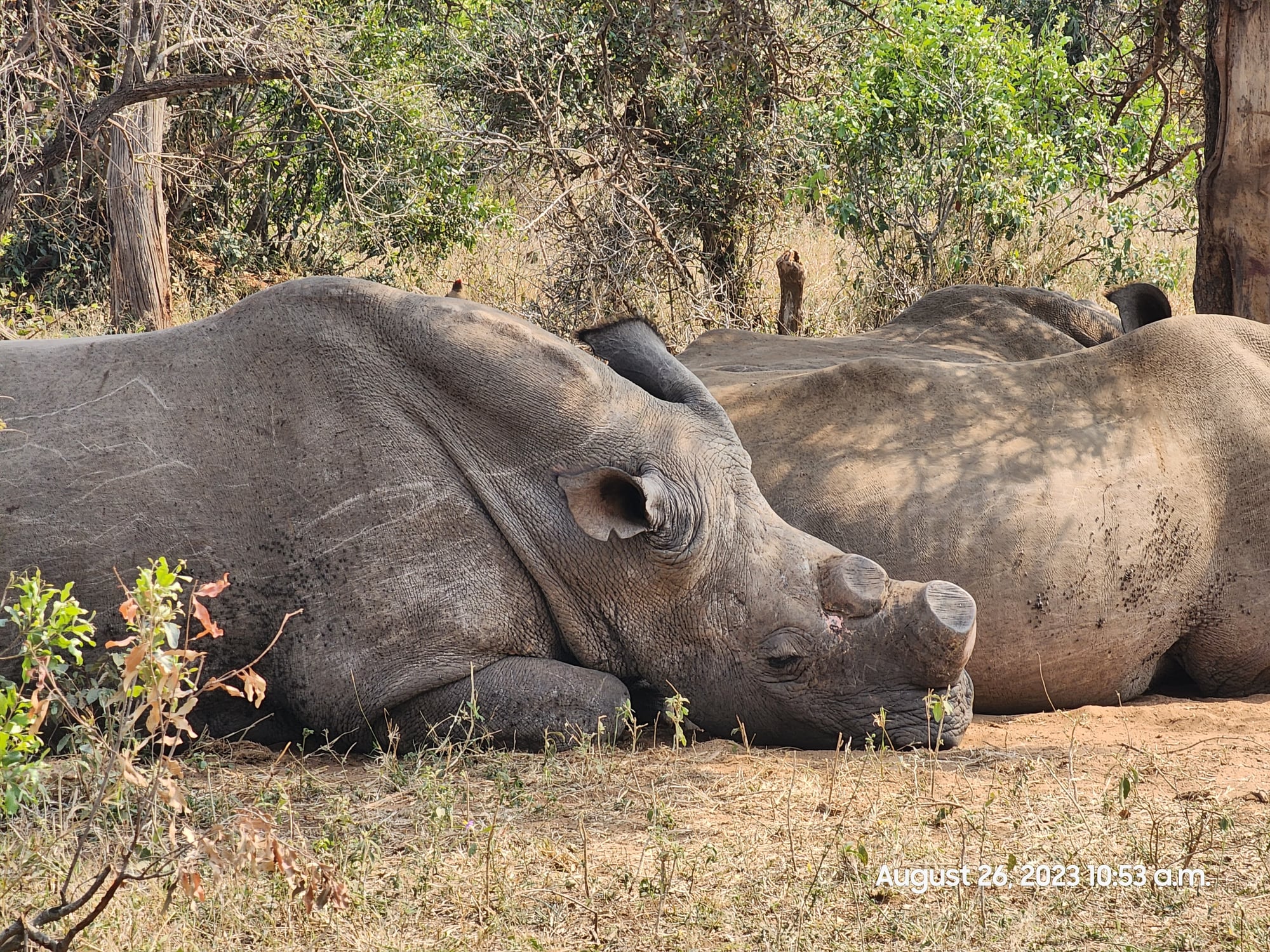 Two rhinoceroses rest on dry ground in wildlife sanctuary with trees in background