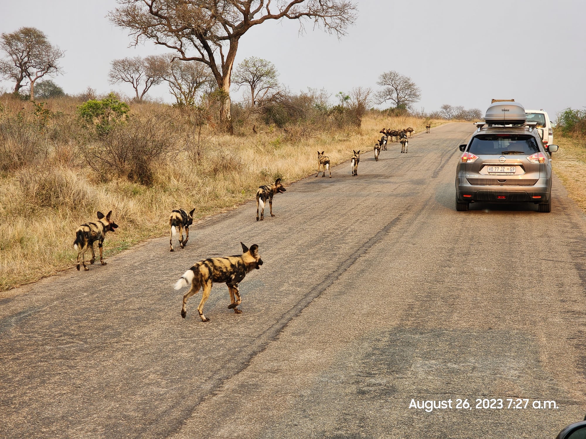 Pack of African wild dogs crosses dirt road in front of safari vehicle in Kruger National Park