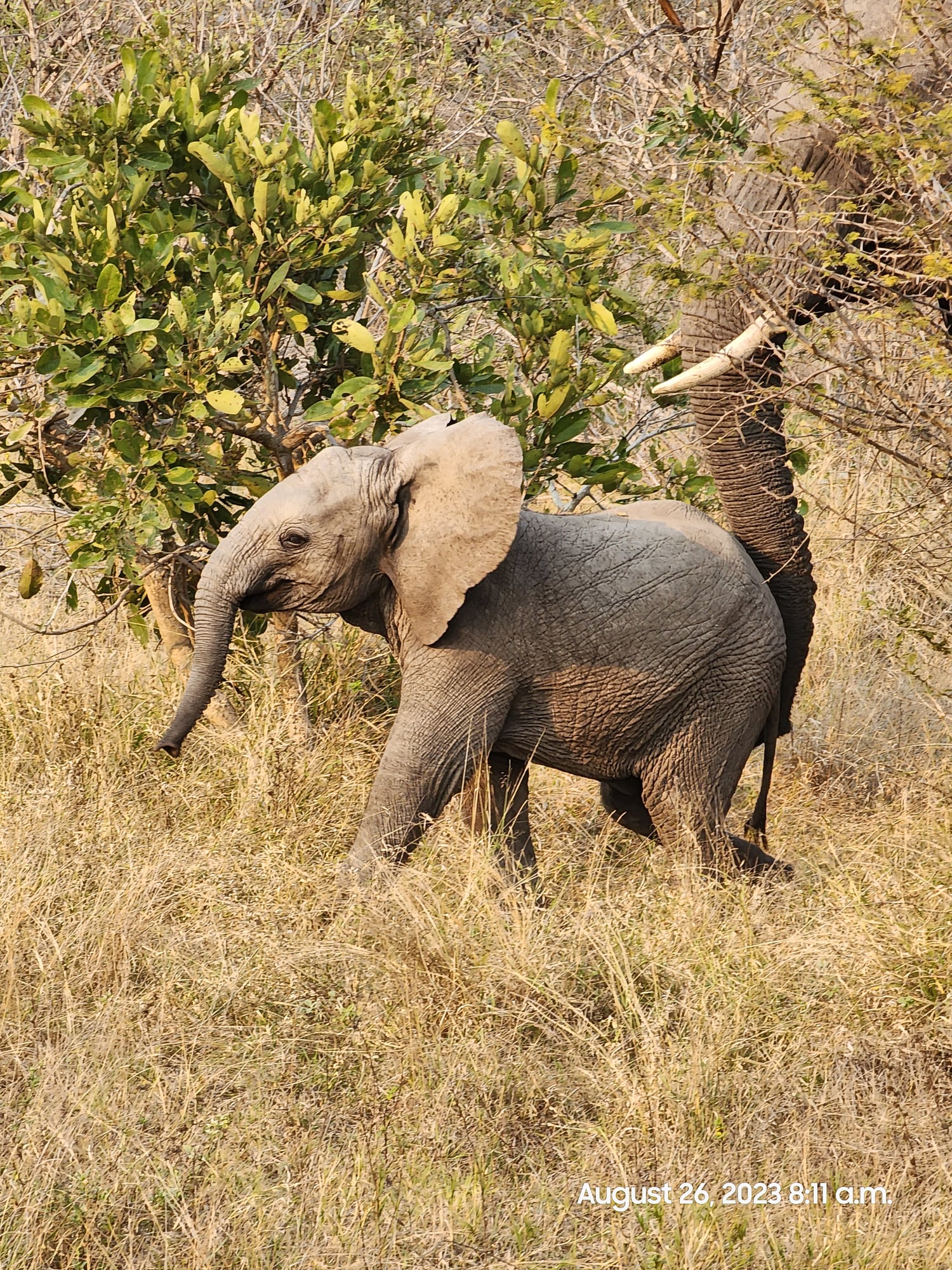 Young African elephant calf walks through dry grass and brush in natural savanna habitat
