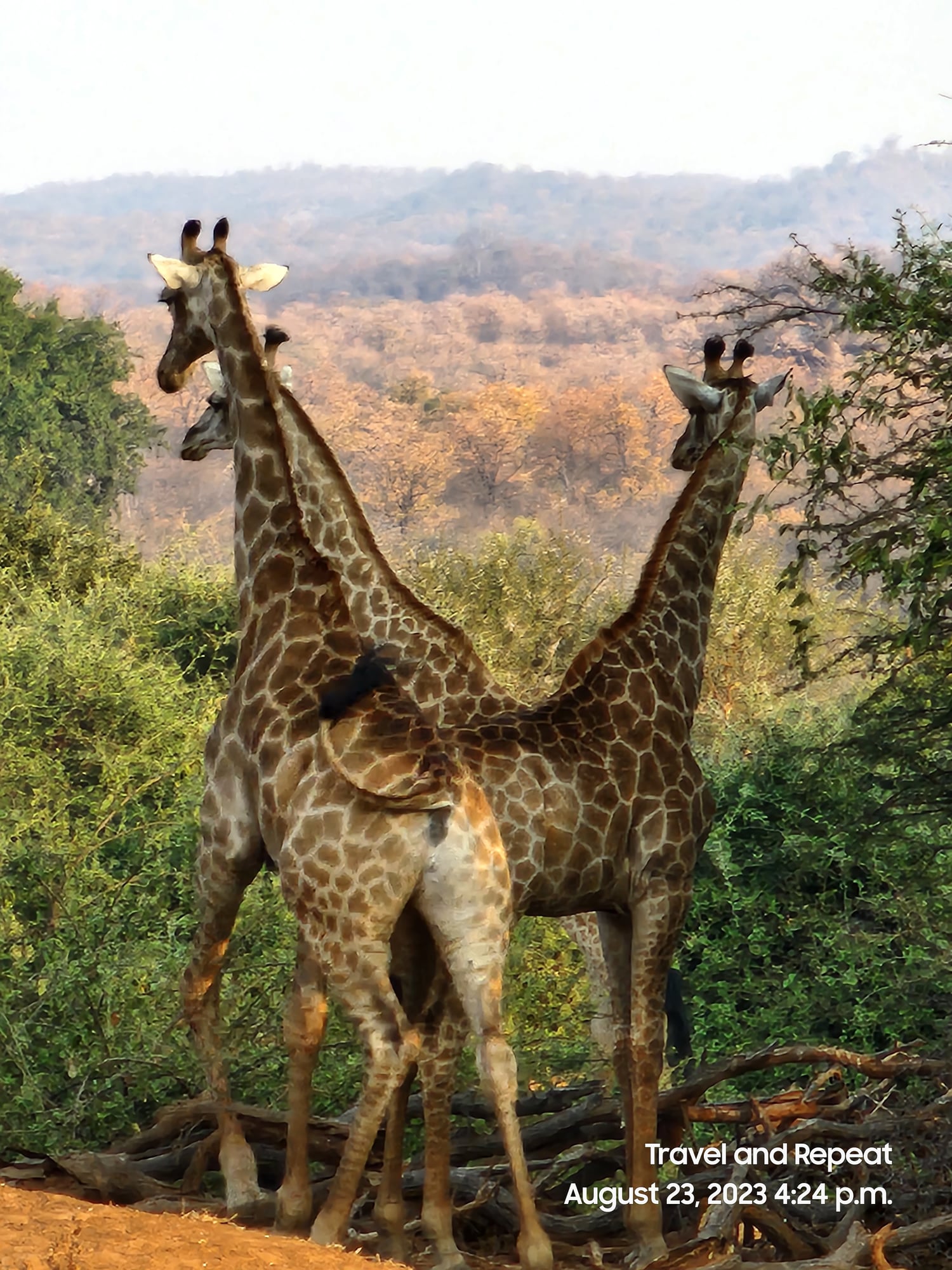Christine Guy Discovers Soul-Changing Magic on First Safari Adventure in Kruger National Park