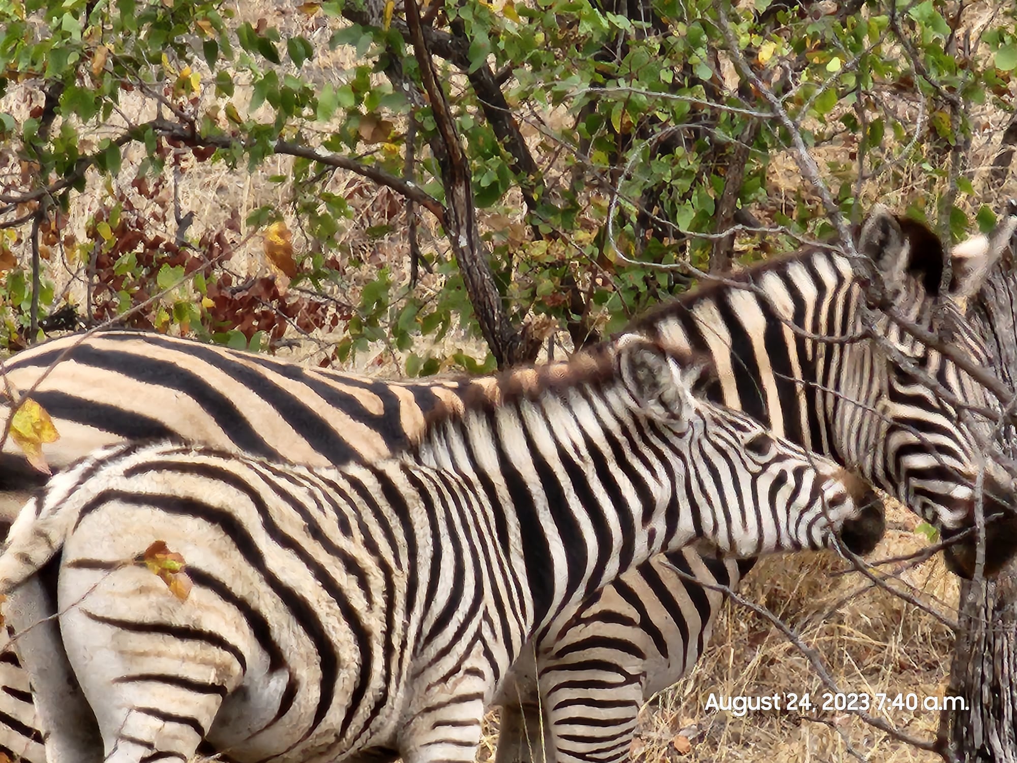Three zebras graze together among dry brush and vegetation in the African bush