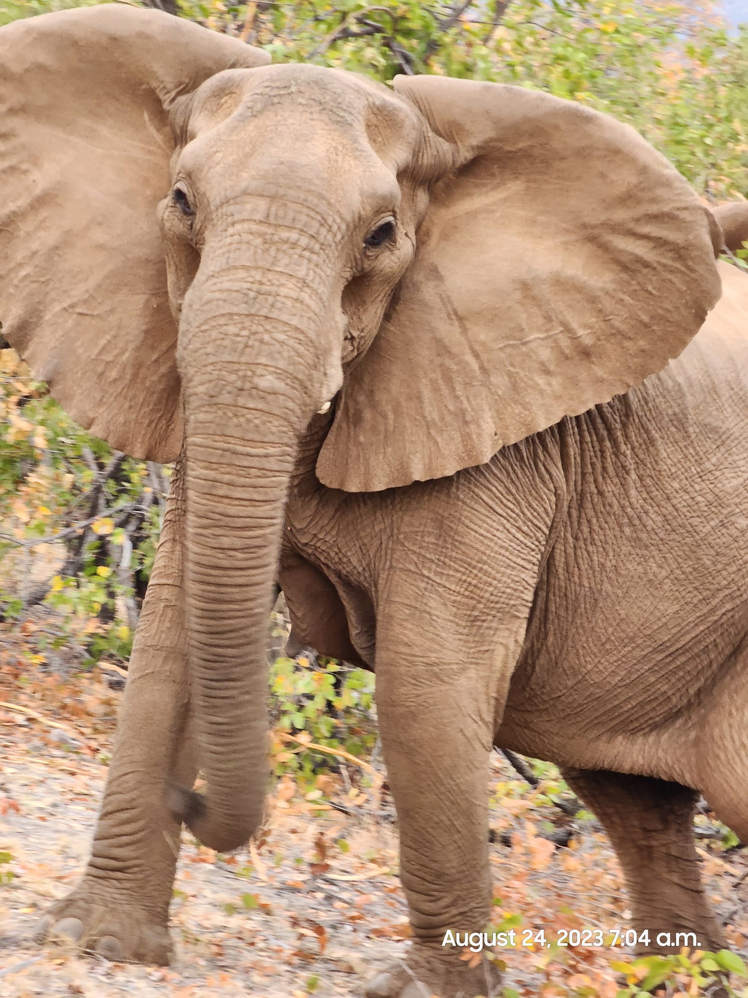 Close-up of an African elephant's face and trunk as it walks through sparse vegetation