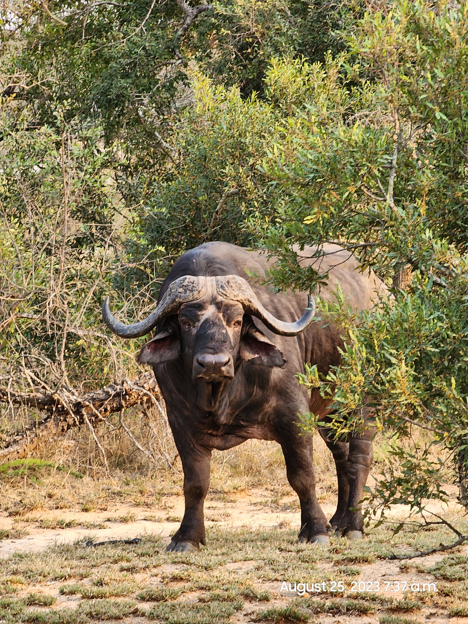 African buffalo with large curved horns stands in dry grassland surrounded by shrubs