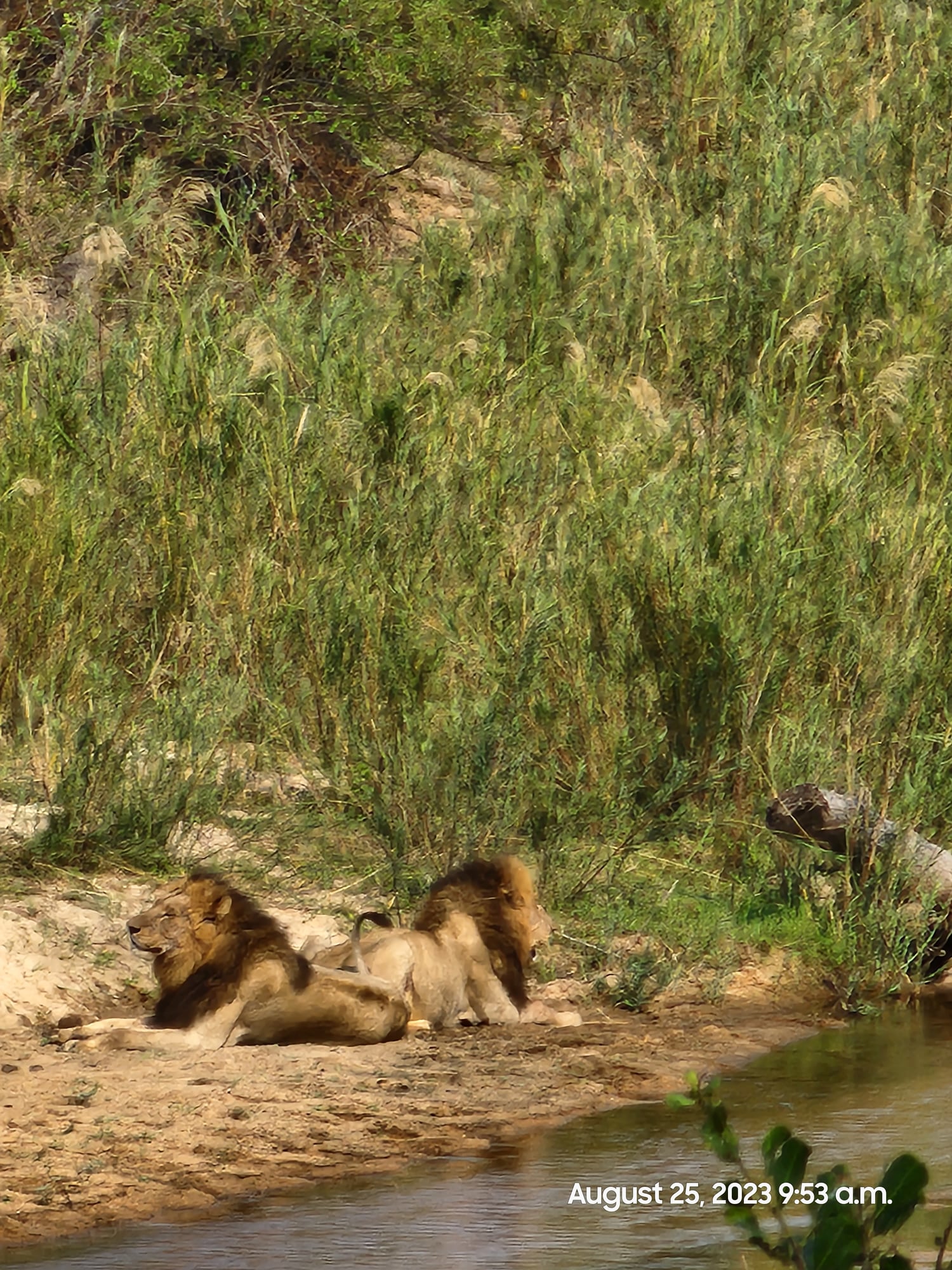 Male lion rests on sandy ground near water's edge with tall grass in background