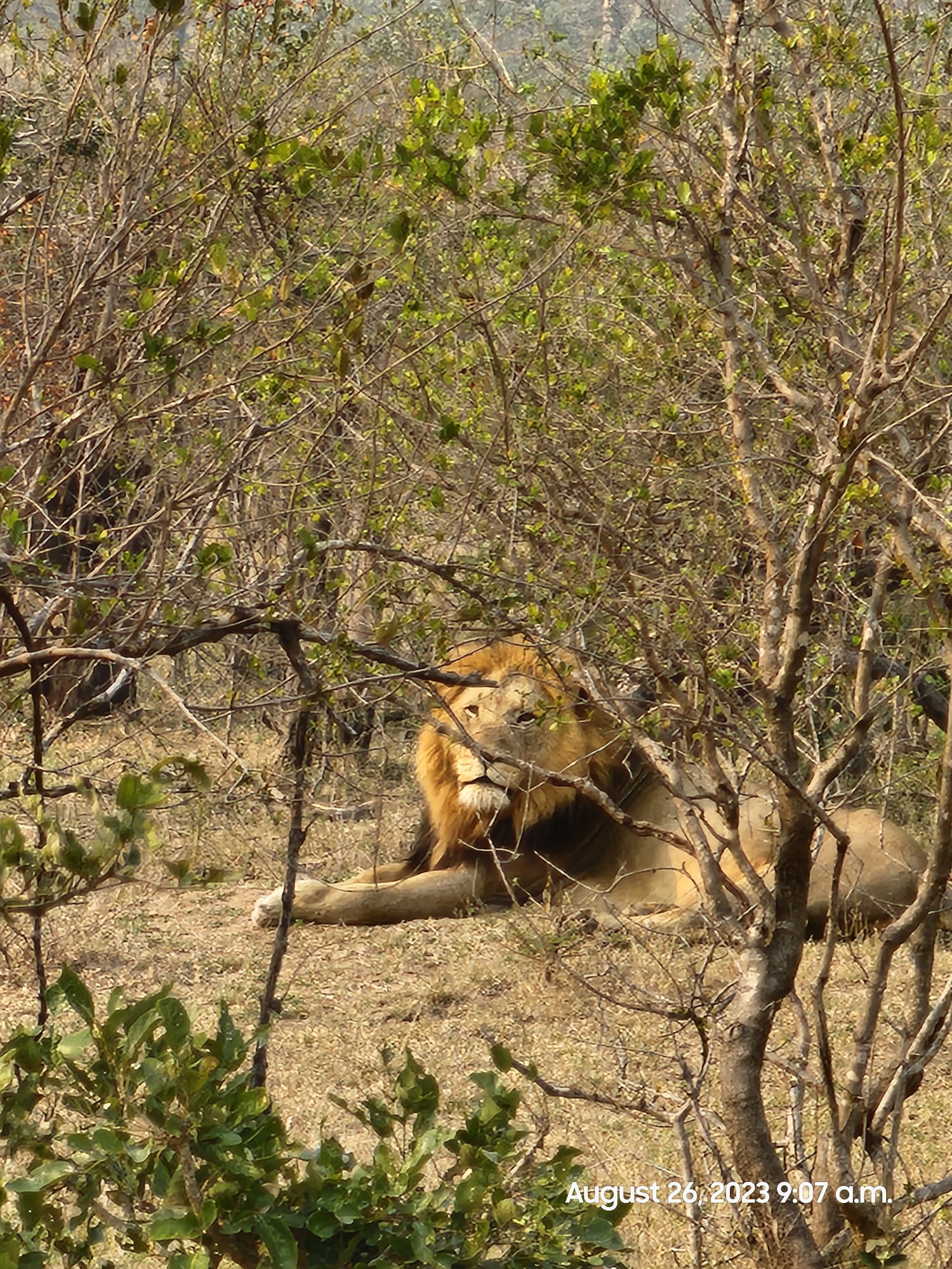 Group of African wild dogs rests on sandy ground near water hole in natural habitat