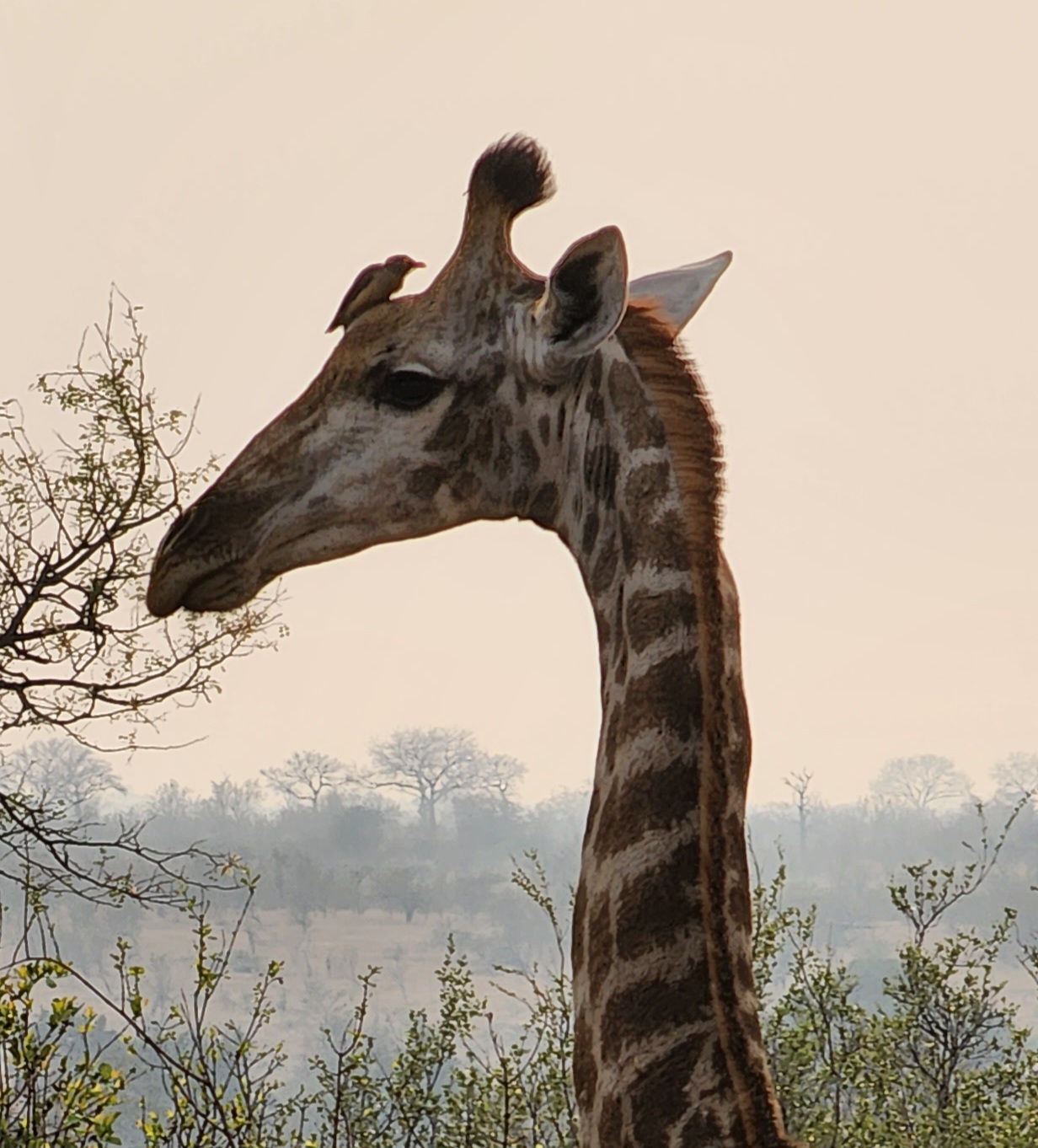 Sleeping rhinoceros lies on dry ground next to a wooden post in wildlife reserve
