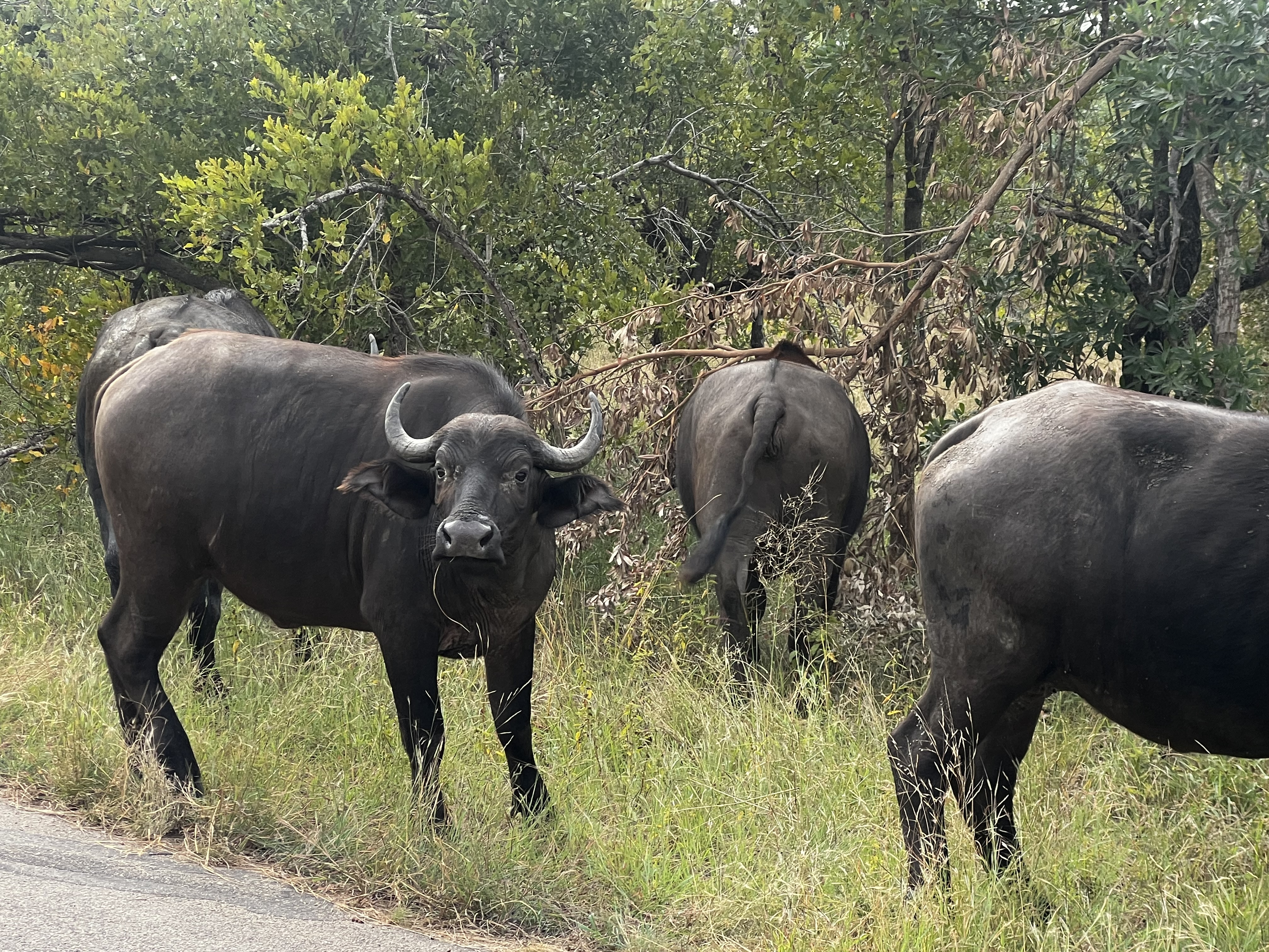 Three dark water buffalo graze in tall grass near woodland vegetation in their natural habitat