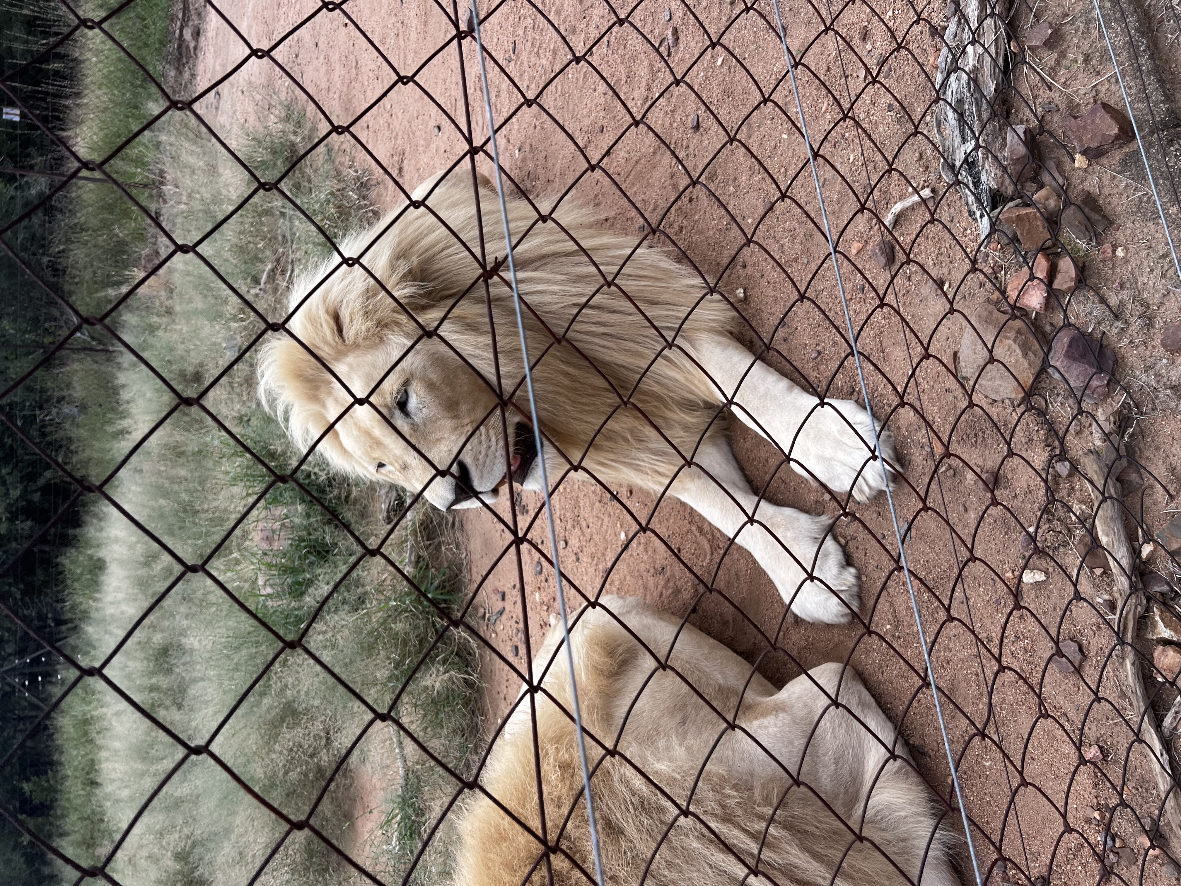 Cream-colored lion rests on red earth behind a chain-link fence in an enclosure with sparse vegetation