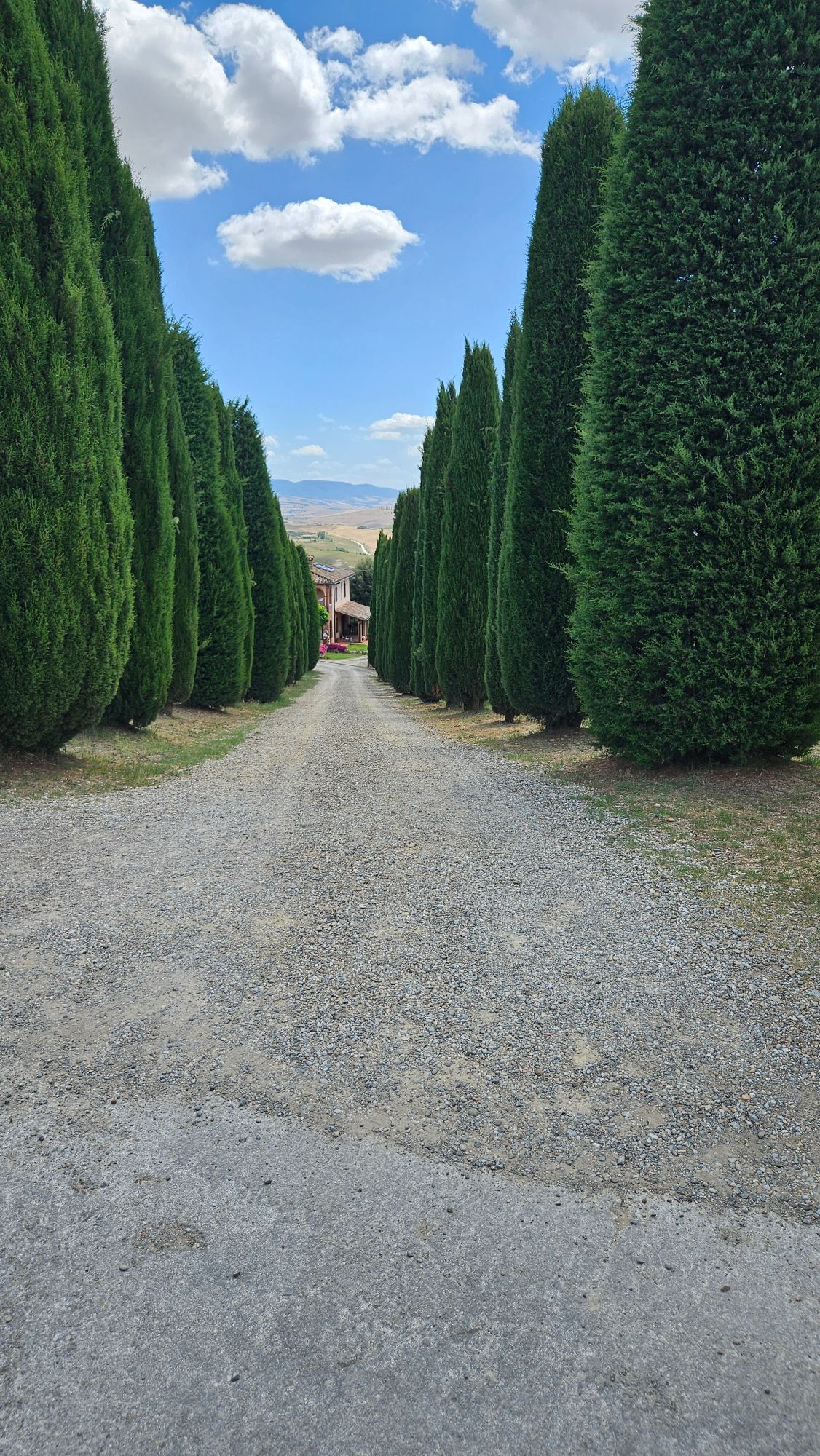 Tree-lined gravel driveway flanked by tall cypress trees with Tuscan landscape visible ahead
