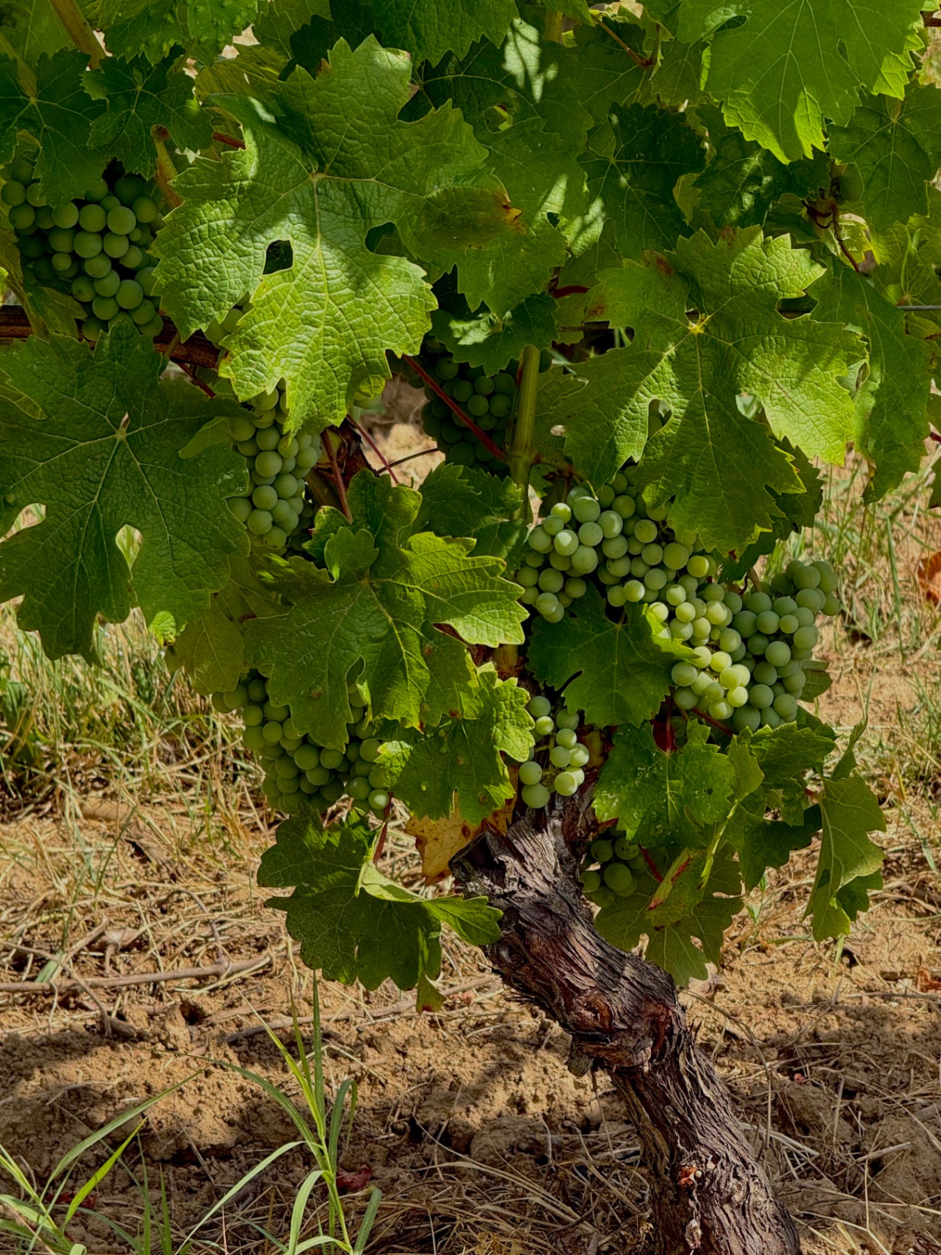 Beyond the Vineyards: Cintra Rene Discovers the Bordeaux That Most River Cruise Travelers Miss — France