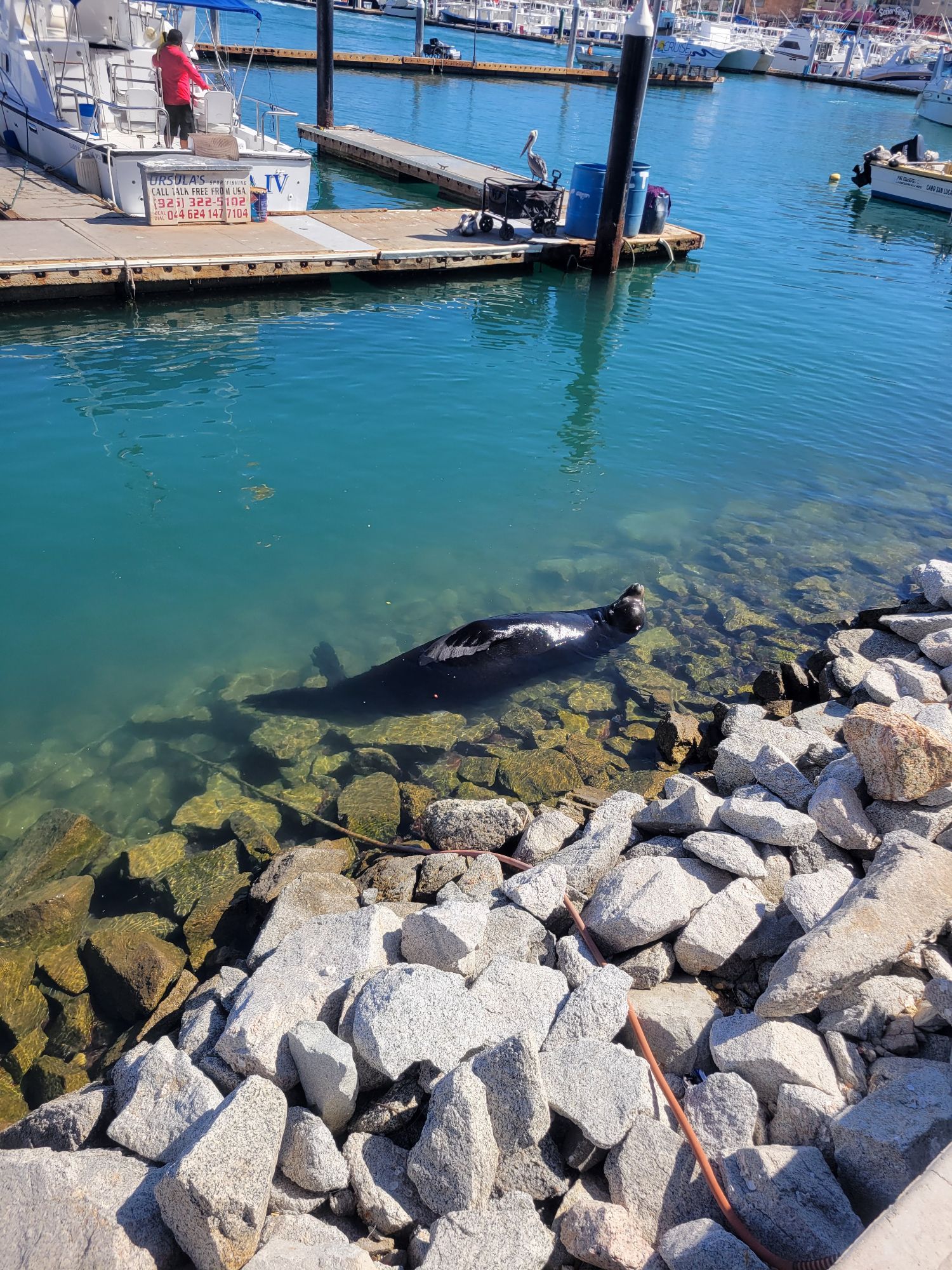 Sea lion swimming in turquoise water near rocky breakwater with boats and marina in the background at Cabo