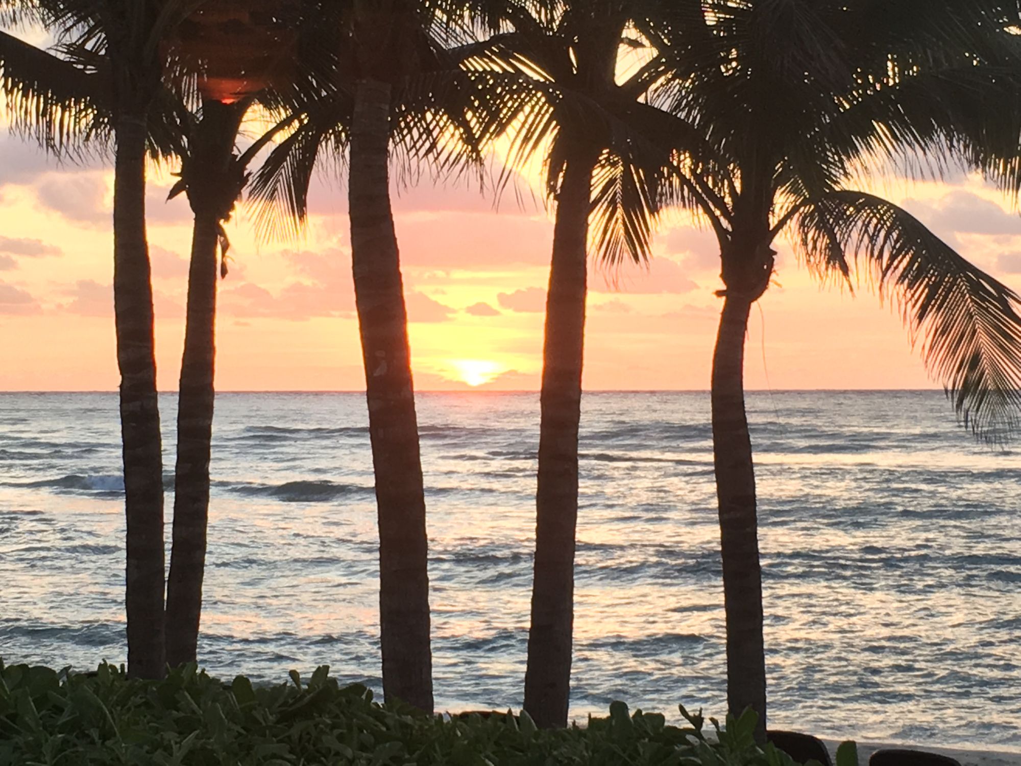 Sunset over ocean framed by silhouetted palm trees in golden hour light at Cancún beach