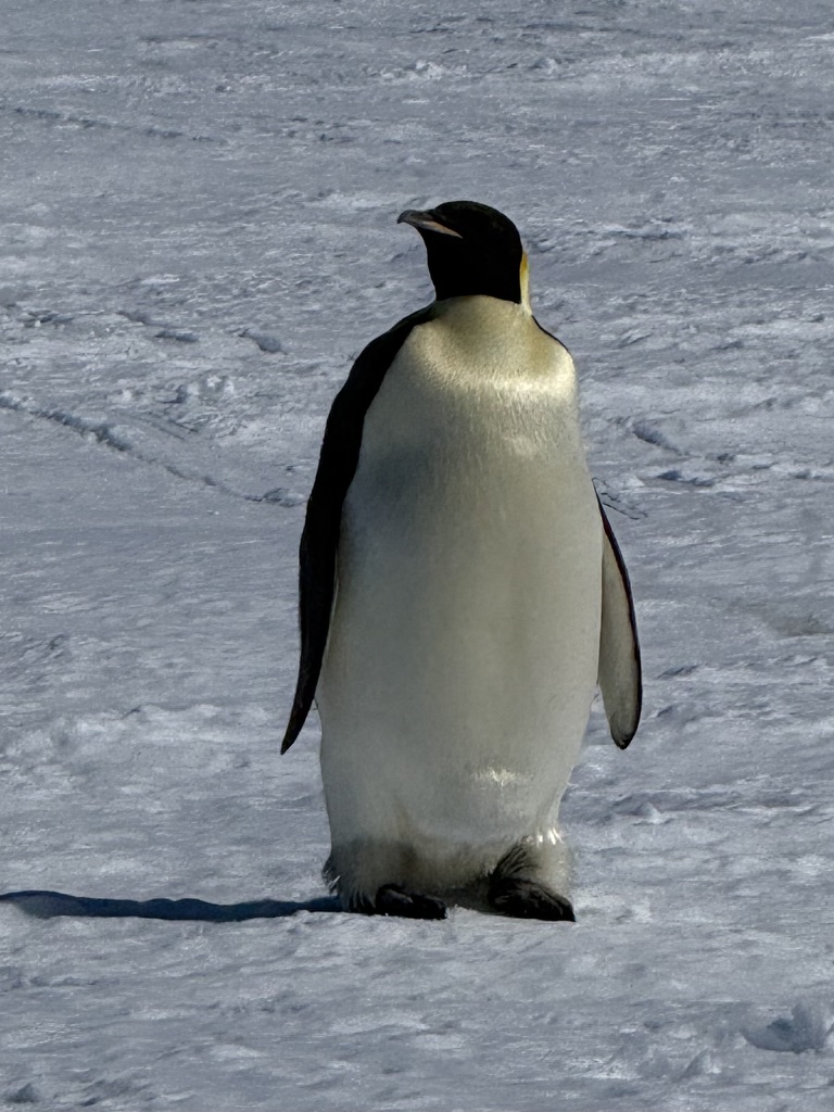 Emperor penguin standing alone on Antarctic ice with textured snow background
