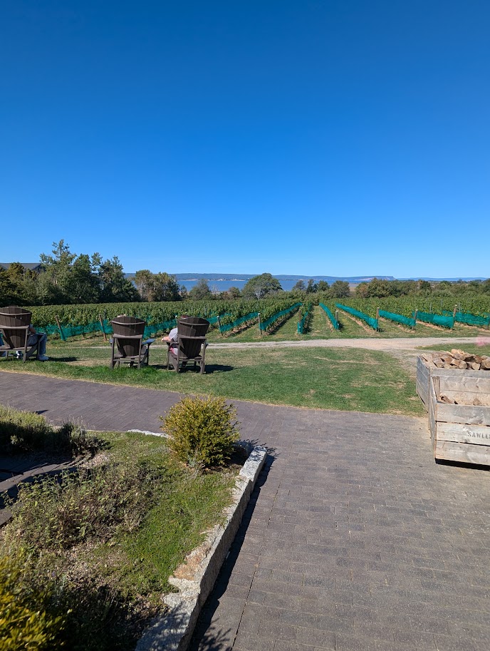 Wooden Adirondack chairs facing vineyard rows with protective netting and water view beyond