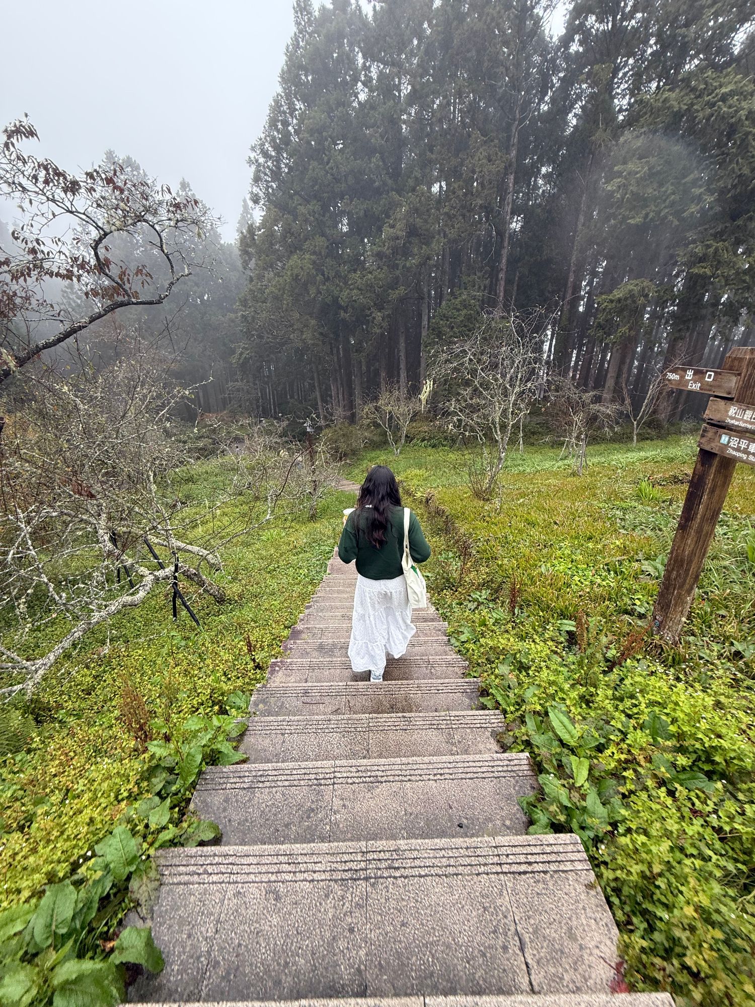 A woman walks alone on a wooden boardwalk through lush green vegetation with tall cypress trees lining both sides