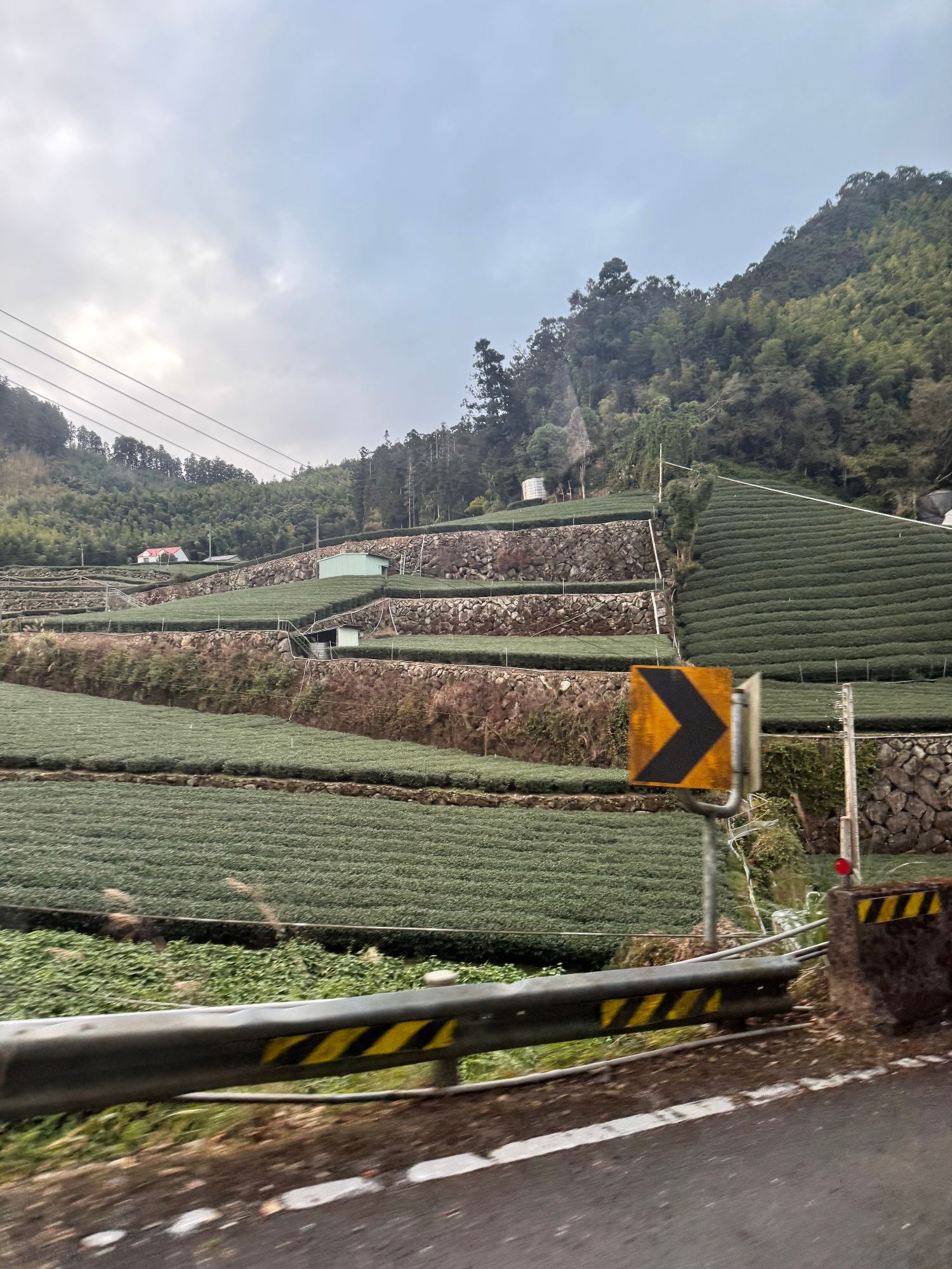 Terraced tea plantation fields with green crops on hillsides, viewed from a vehicle on a winding mountain road