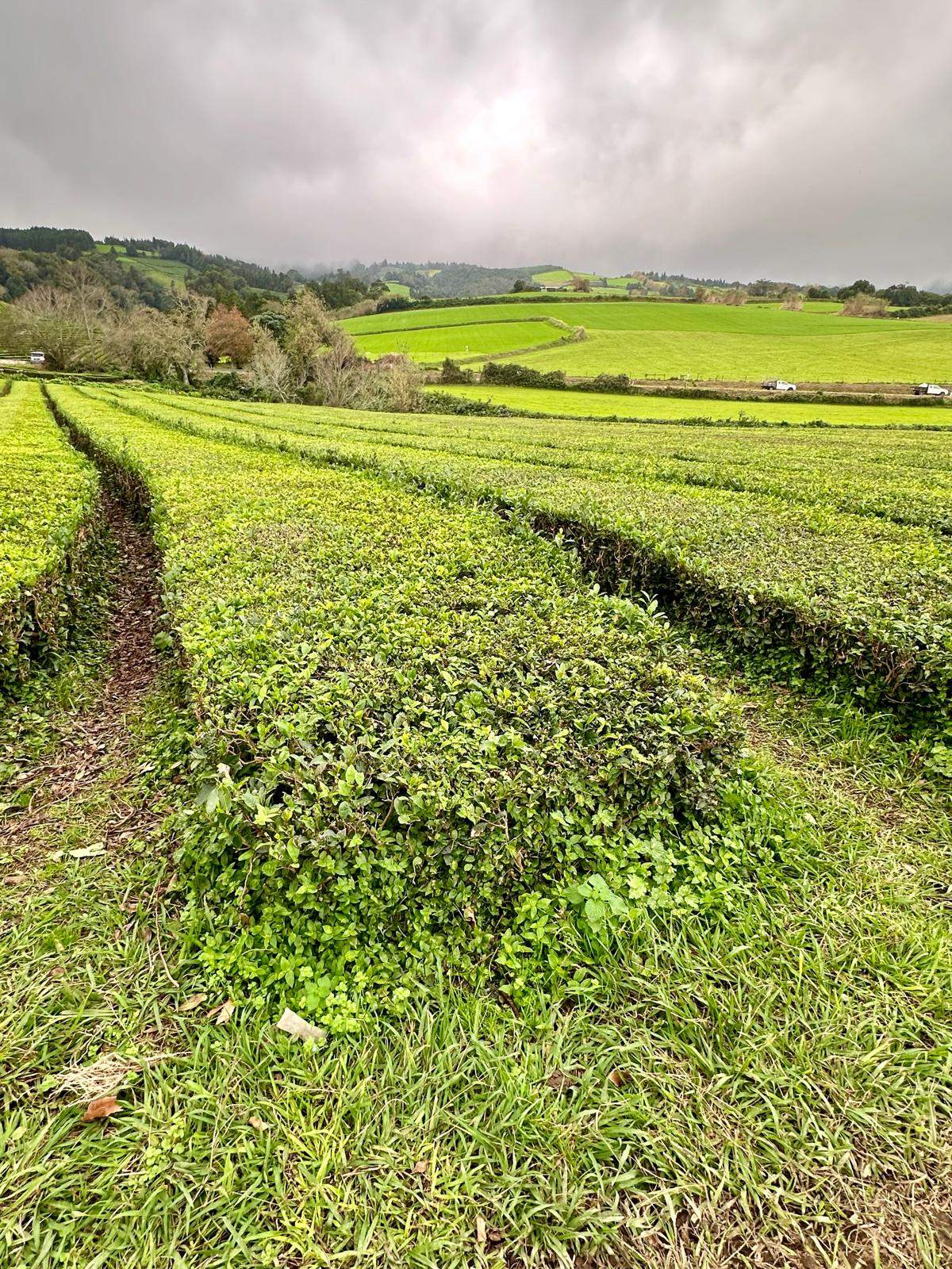 Rows of bright green tea plants growing in agricultural fields with forested hills in the background