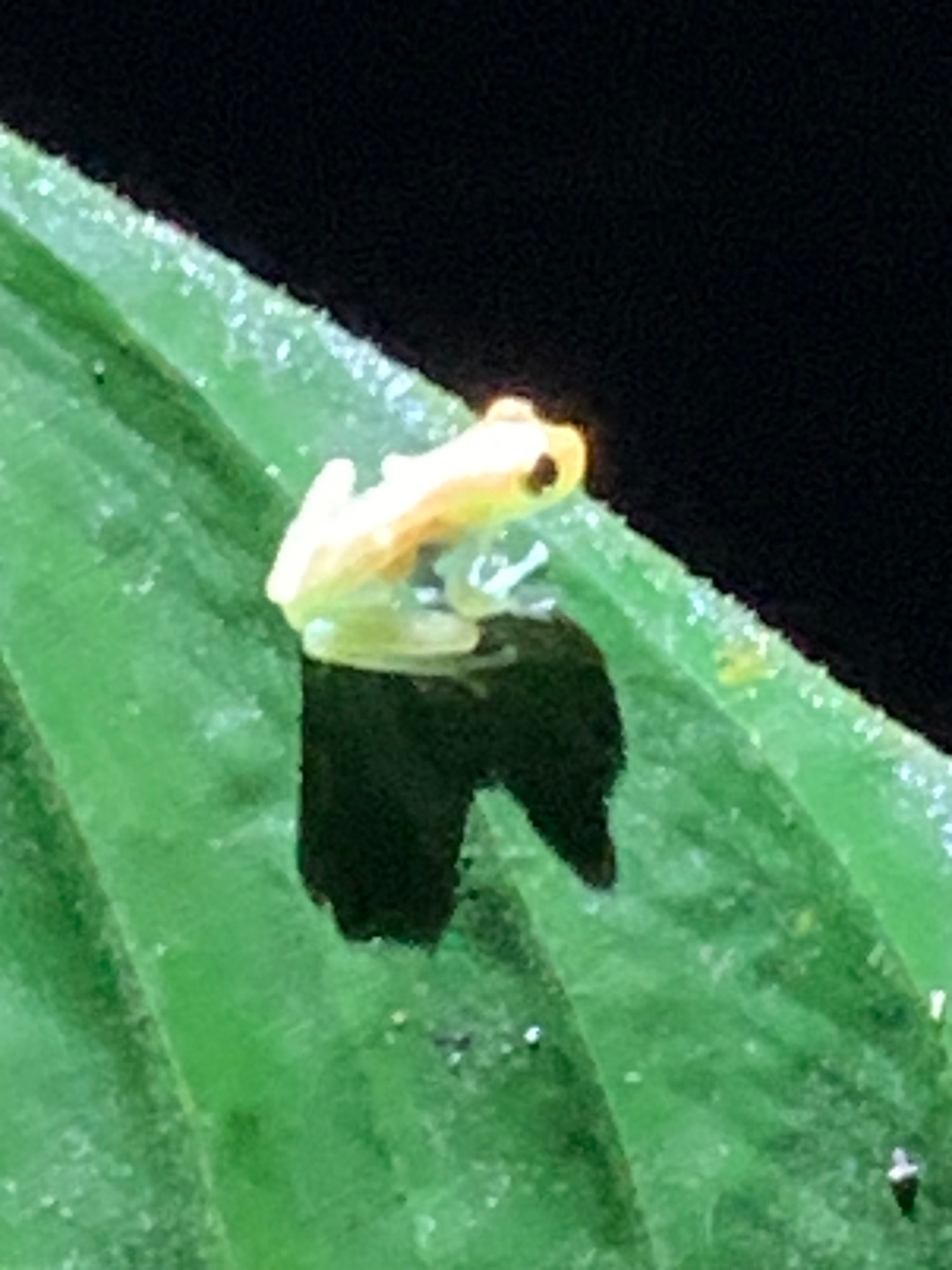 Small yellow and black poison dart frog on green leaf