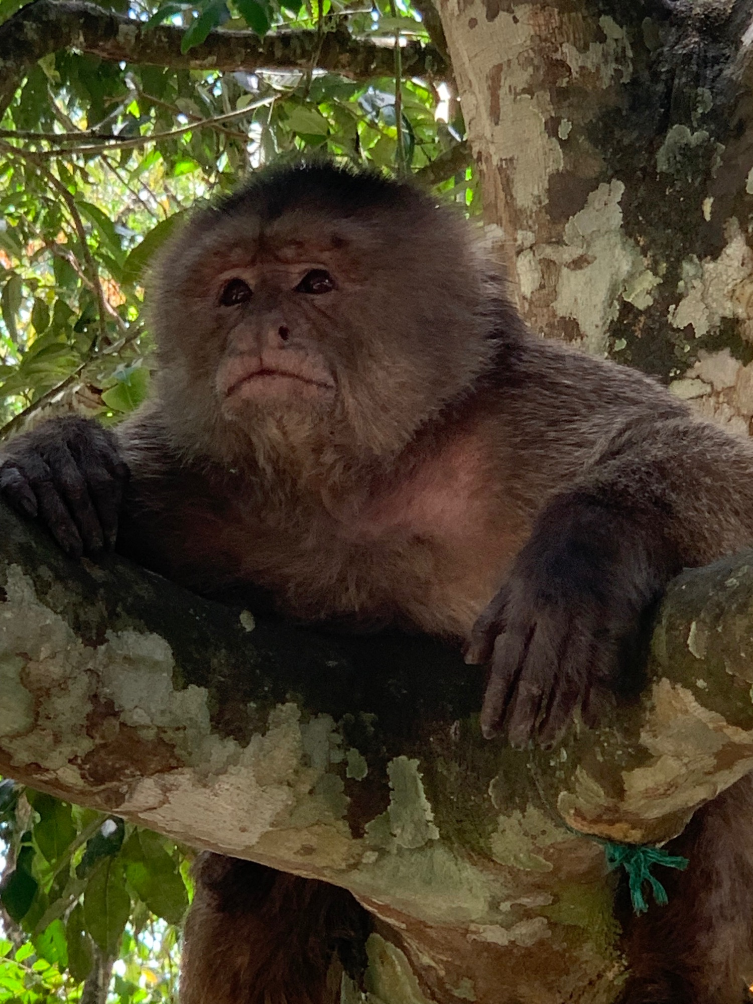 Capuchin monkey with dark fur sitting on weathered wooden beam in jungle setting