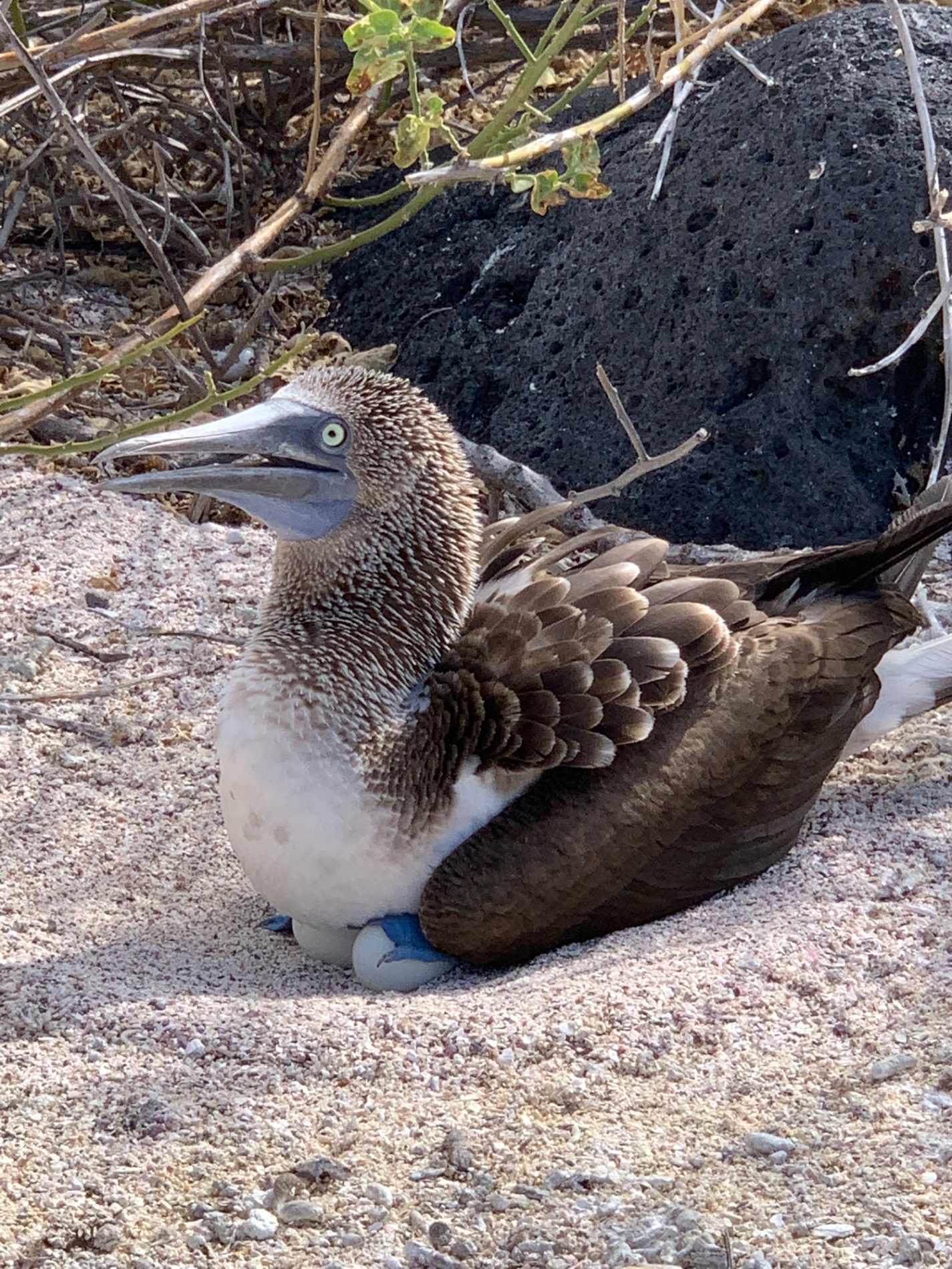 Brown pelican with white head and neck resting on sandy ground near vegetation
